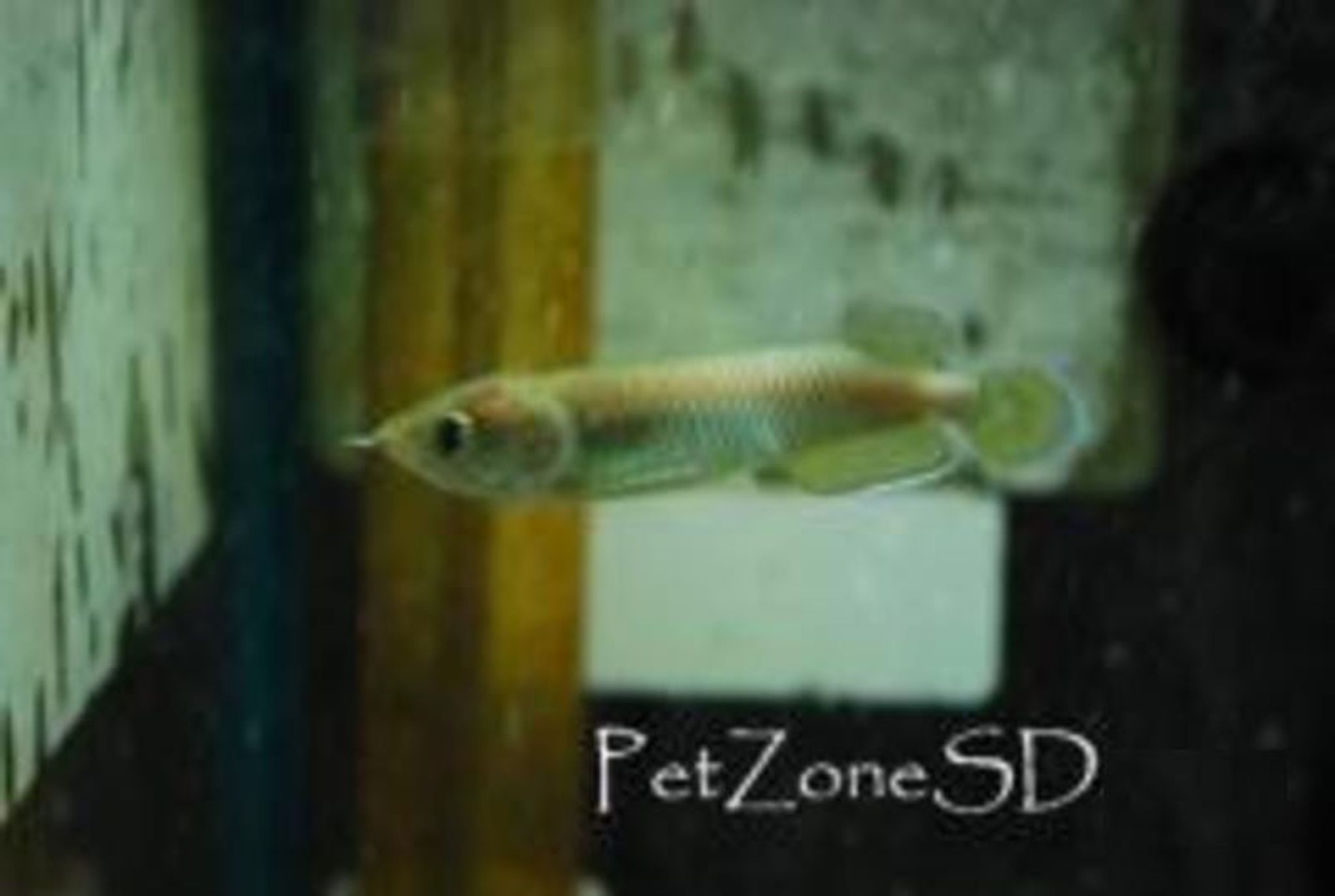 Where Rare Aquarium Fish Are Most Available in the U.S.