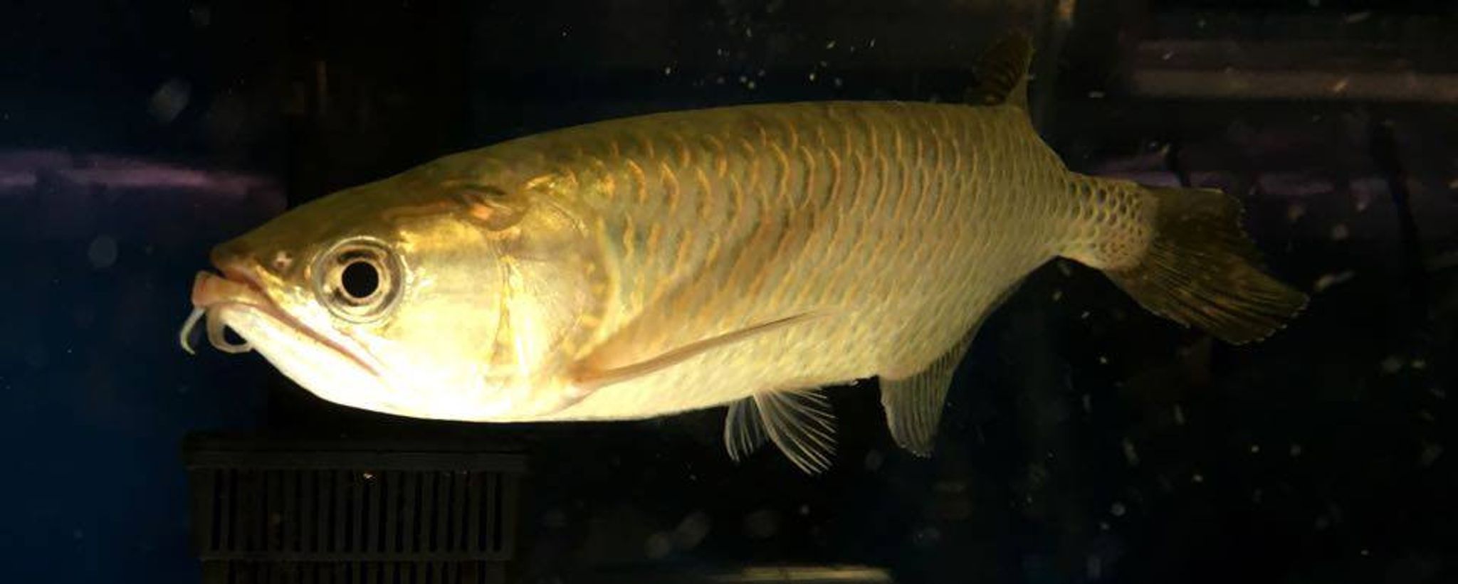 Jardini Arowana - Large