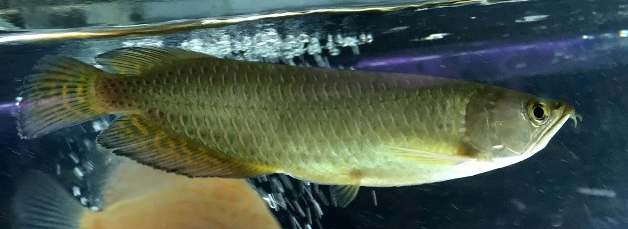 Jardini Arowana - Large