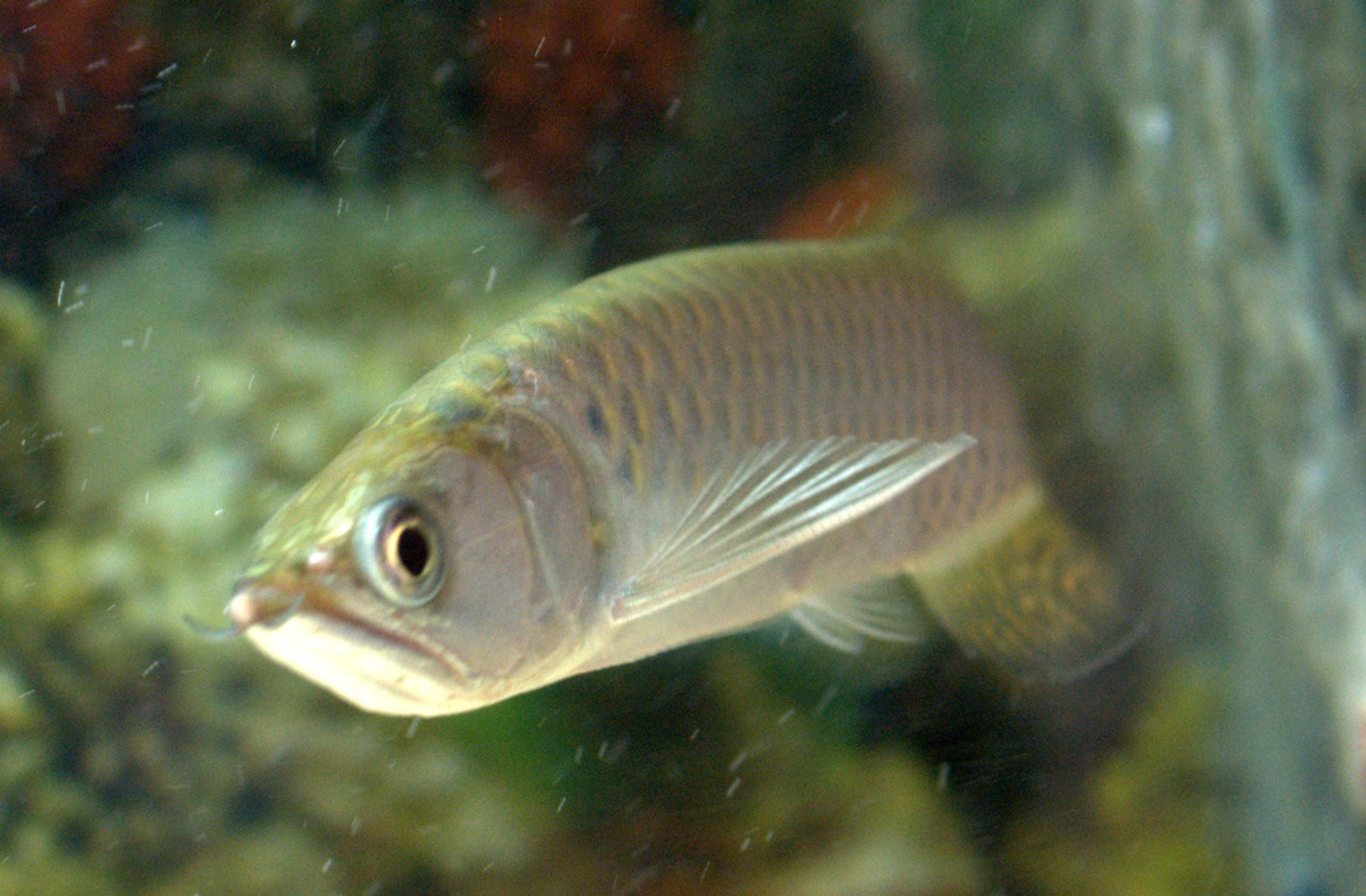 Jardini Arowana - Large