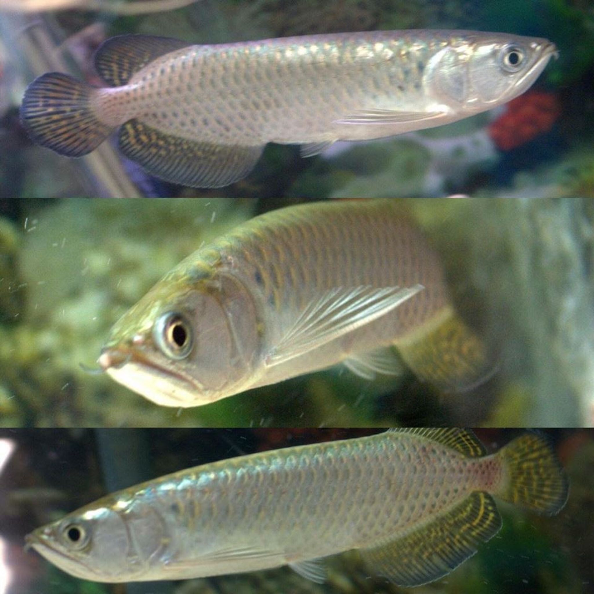 Jardini Arowana - Large