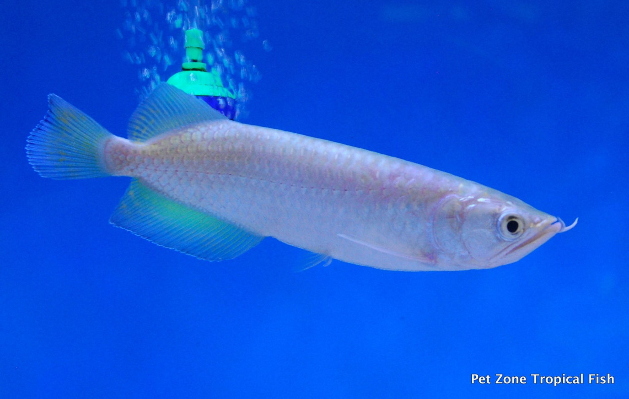 Jardini Arowana - Scleropages jardini