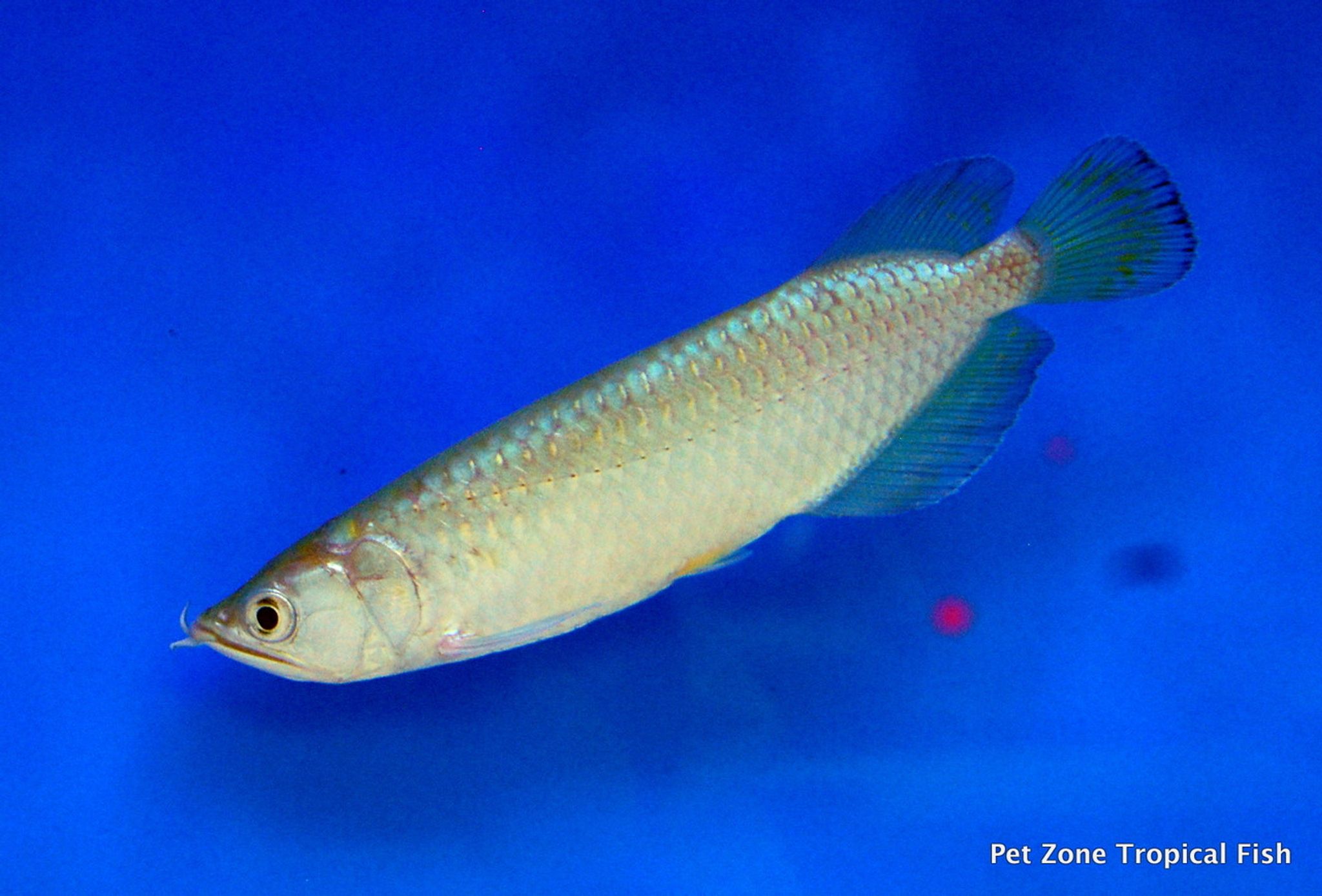 Jardini Arowana - Scleropages jardini