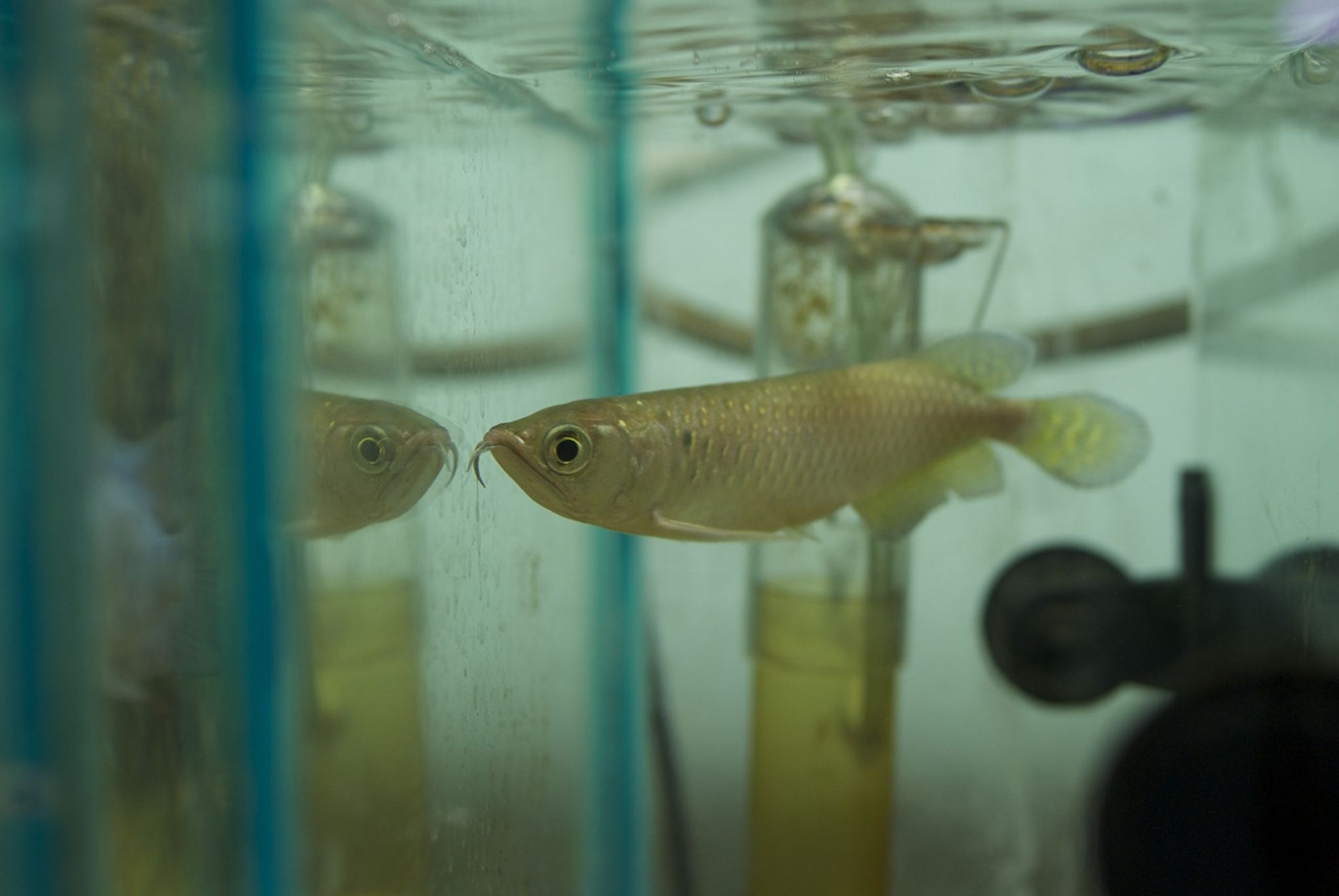 Jardini Arowana - Scleropages jardini