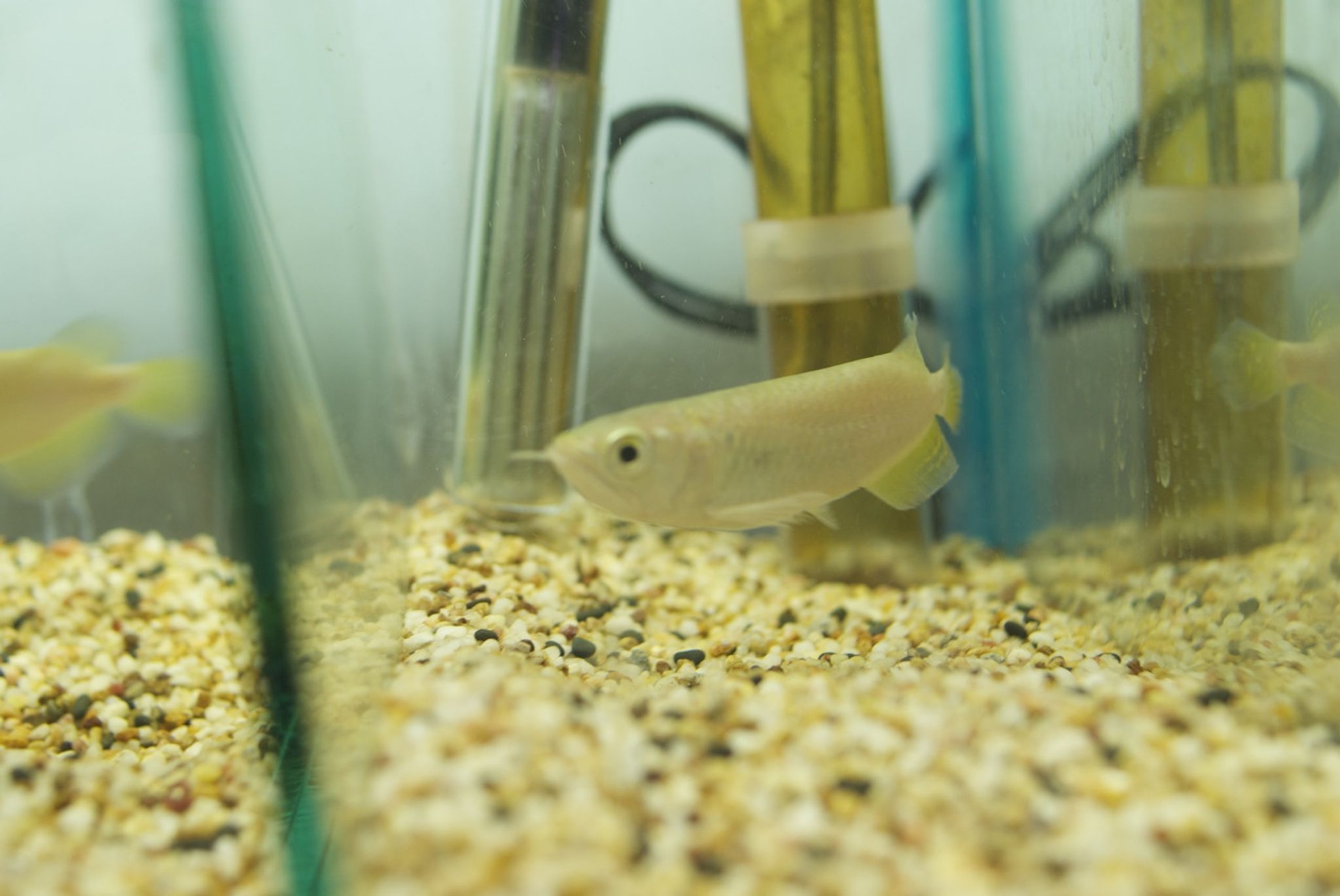Jardini Arowana - Scleropages jardini