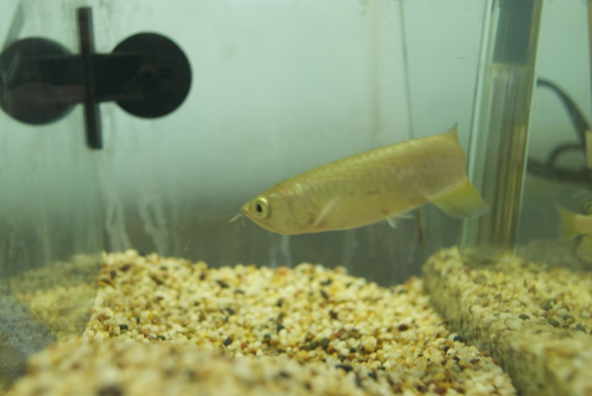 Jardini Arowana - Scleropages jardini