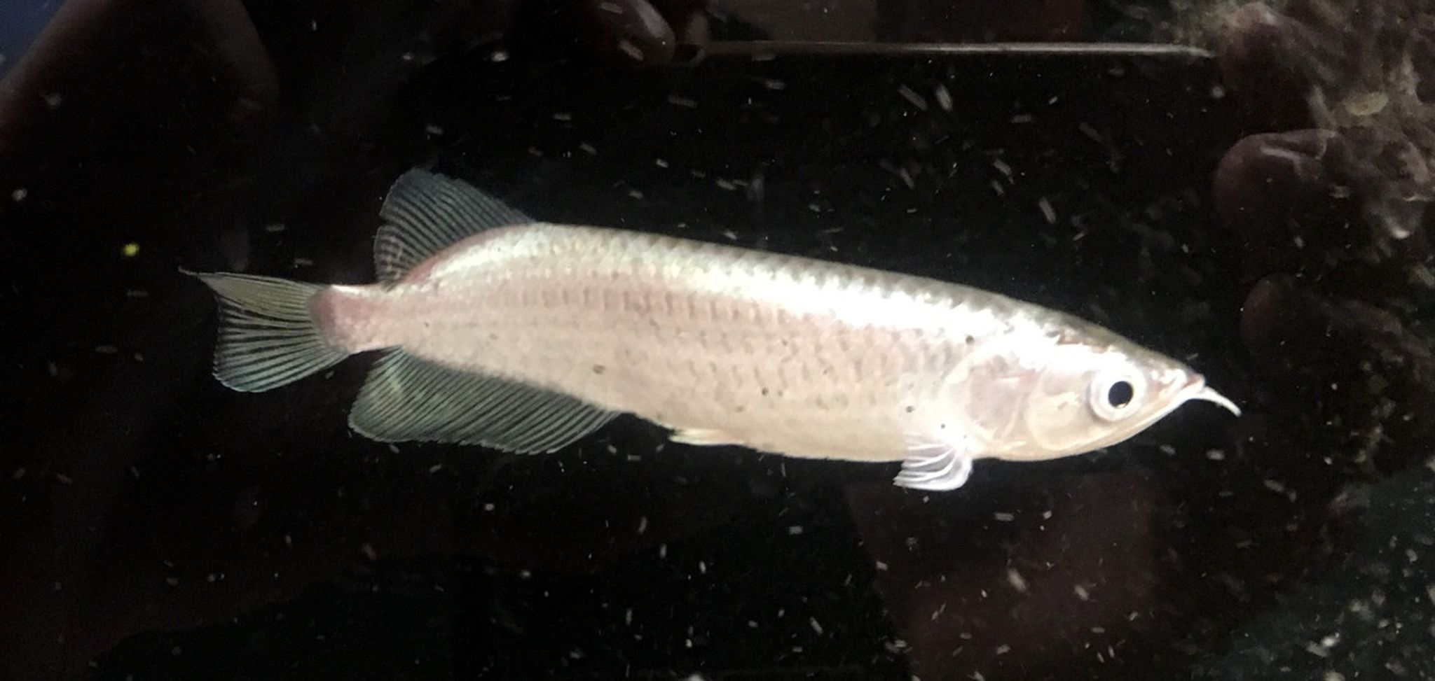 Jardini Arowana