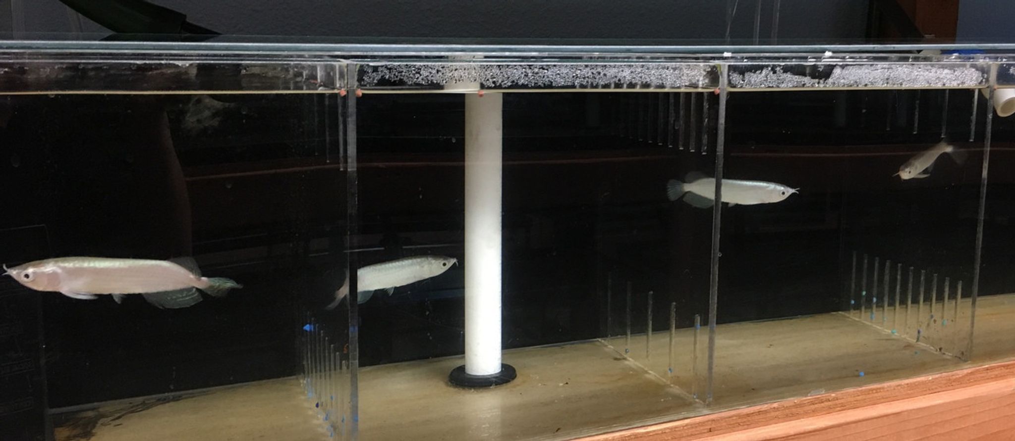 Jardini Arowana