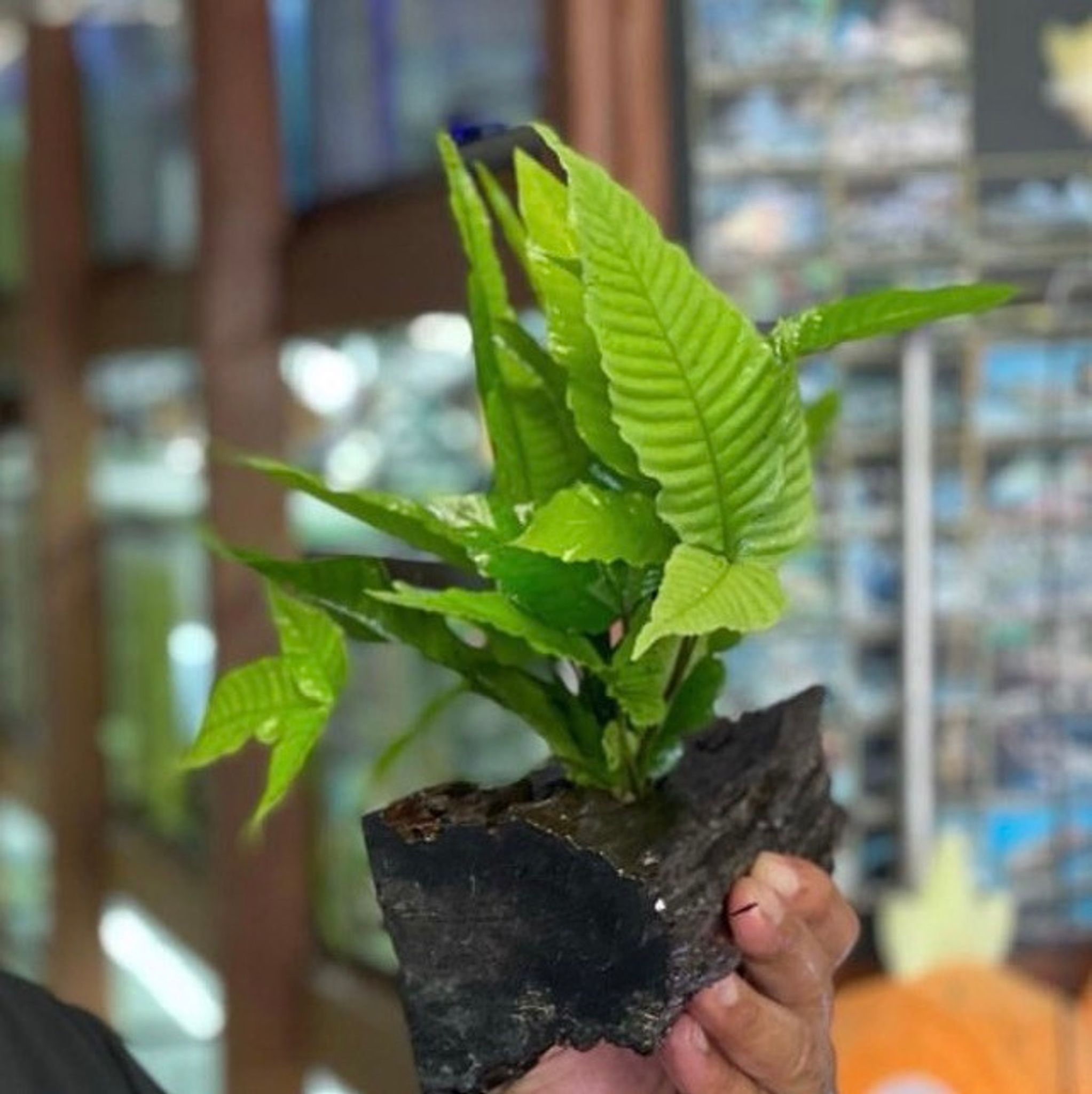 Java Fern On Driftwood