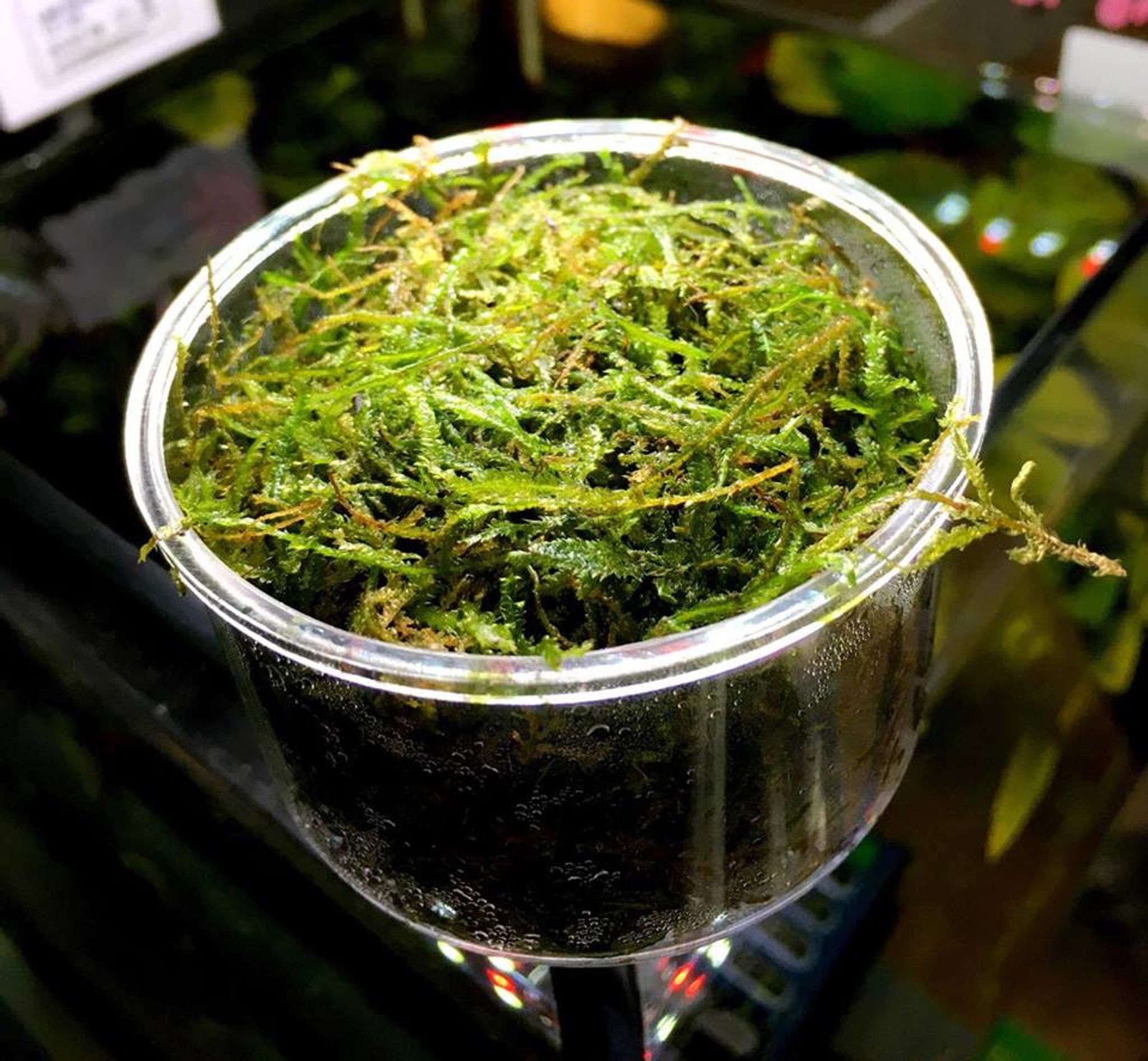 Java Moss - 1 Pound