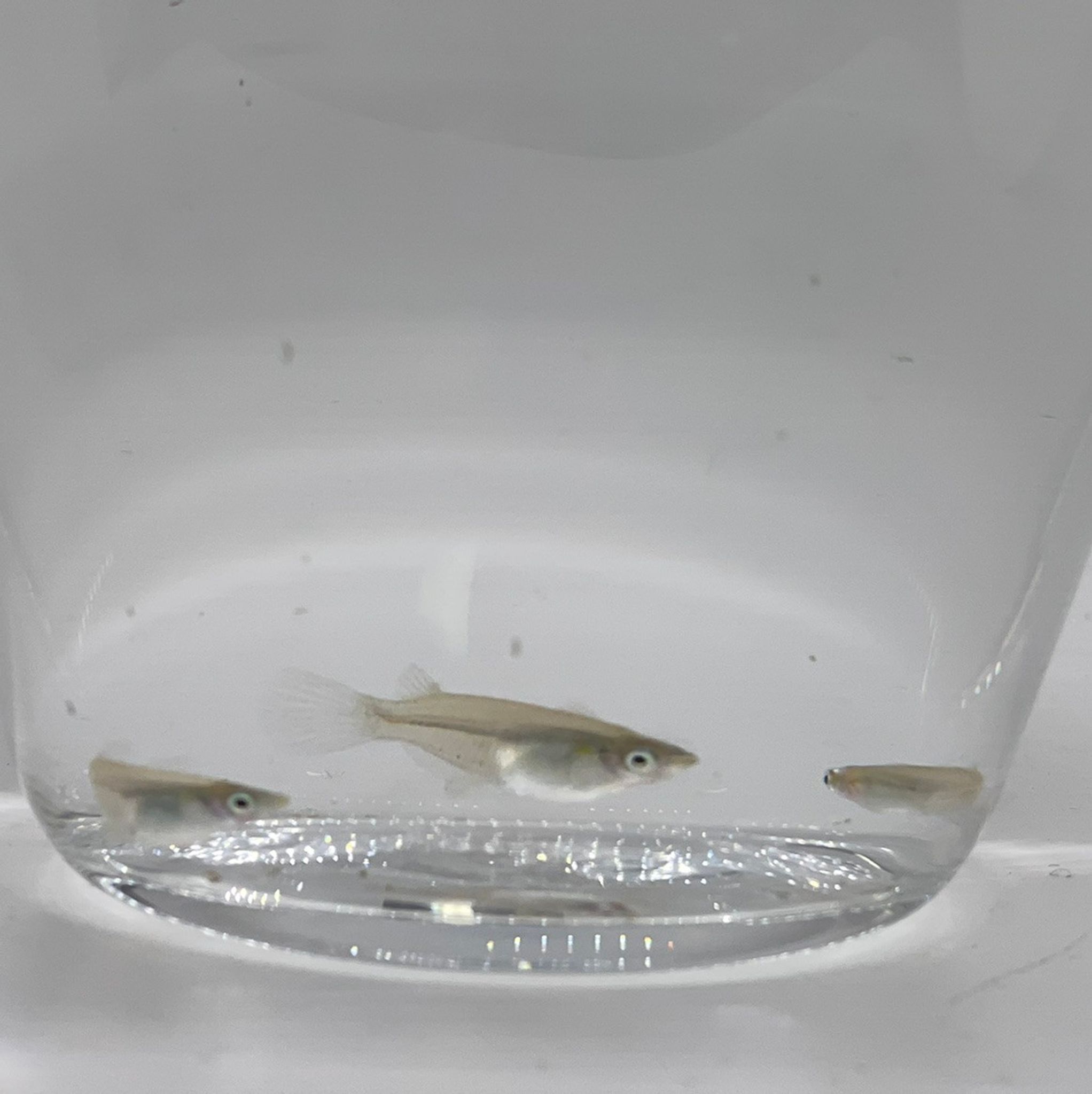 Javanese Rice Fish