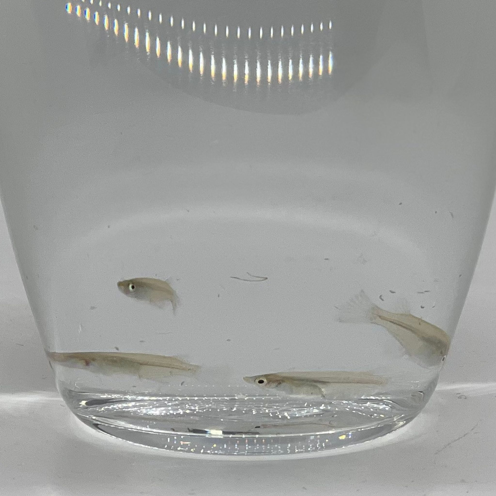 Javanese Rice Fish