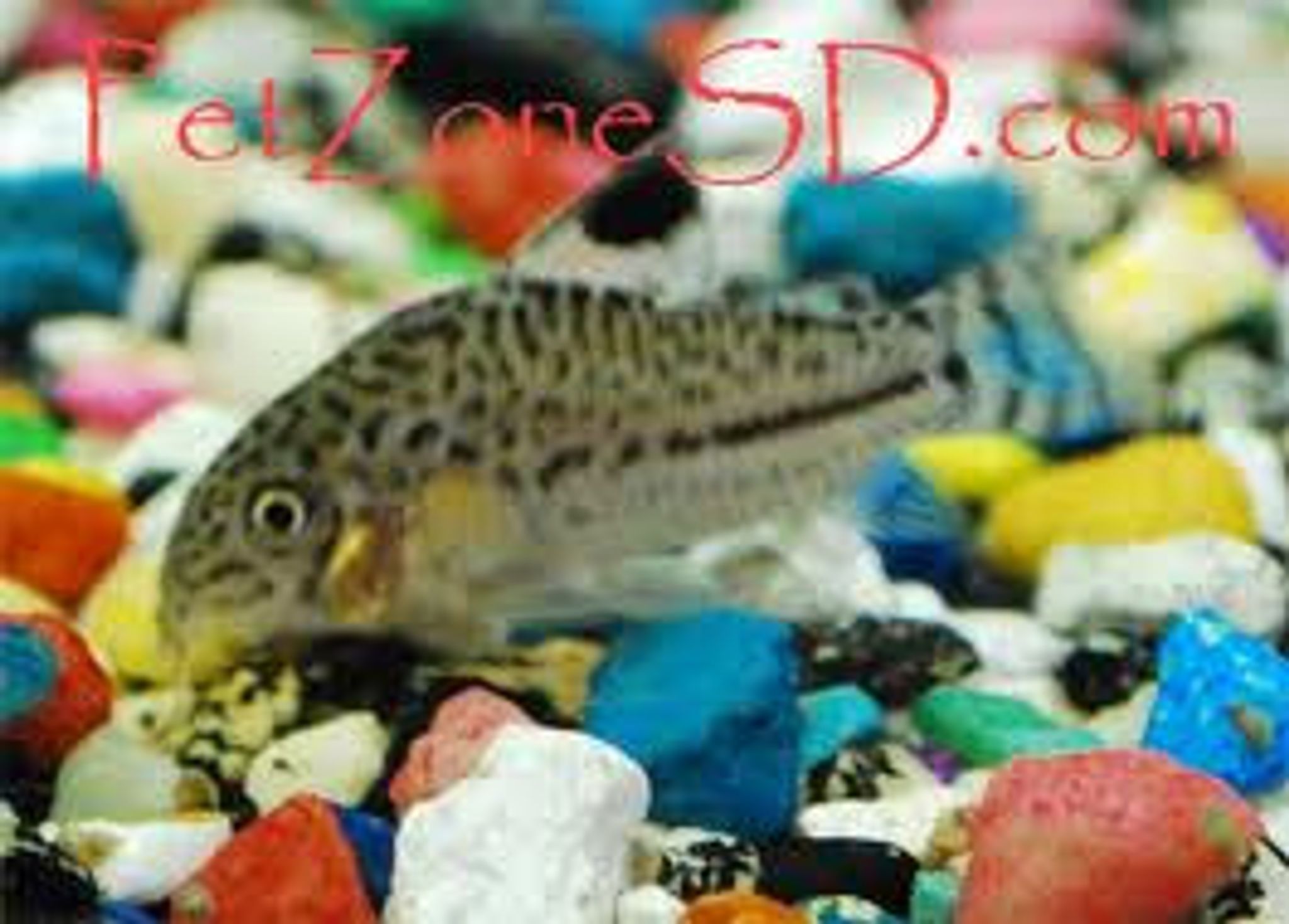 Julii Cory Cat - Large