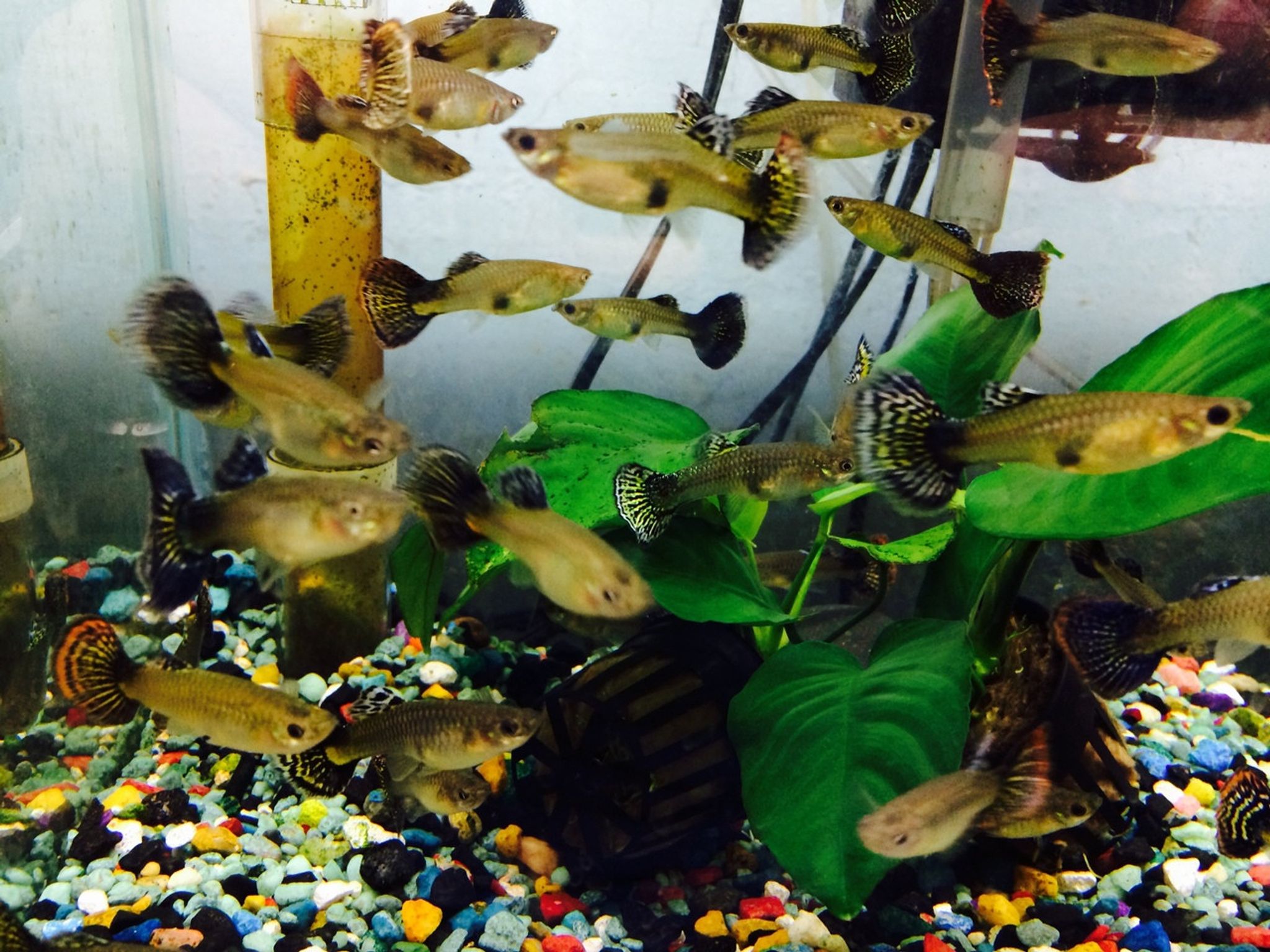 Jumbo Female Guppy - Assorted