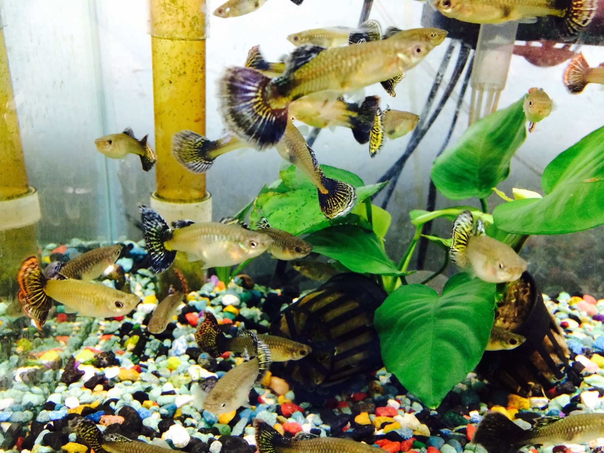 Jumbo Female Guppy - Assorted