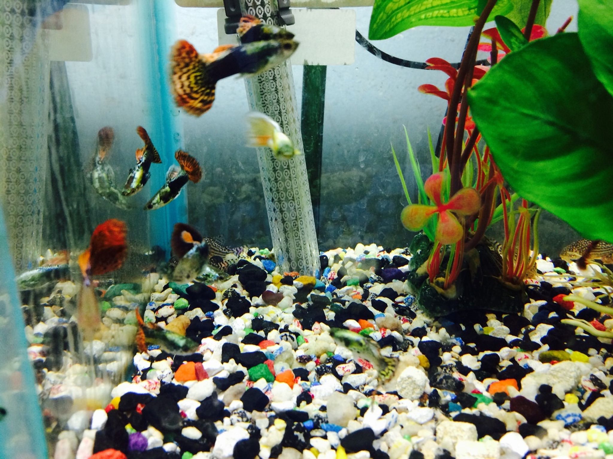 Jumbo Male Guppy - Assorted
