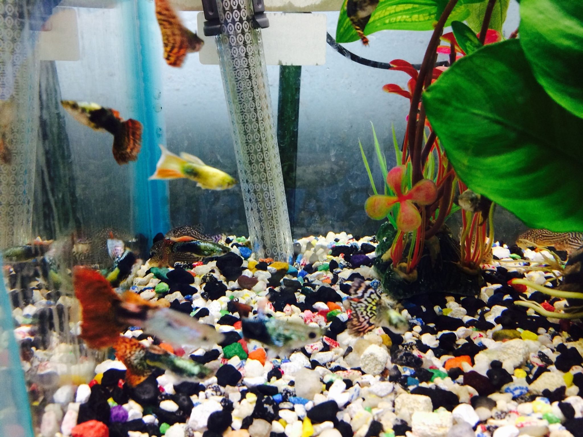 Jumbo Male Guppy - Assorted