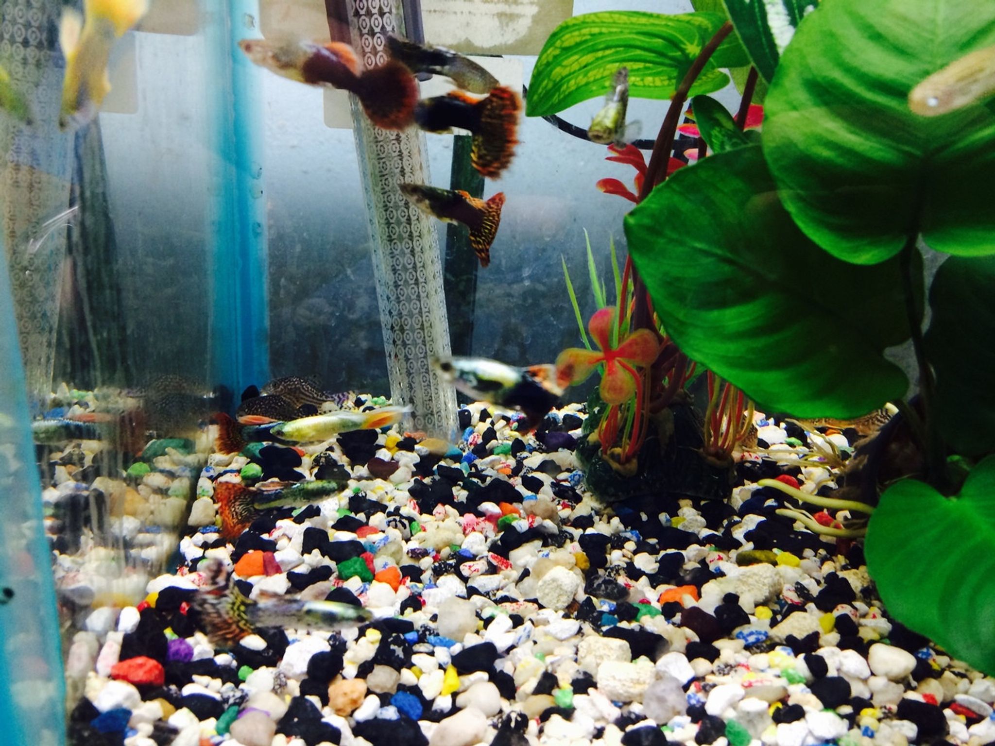 Jumbo Male Guppy - Assorted