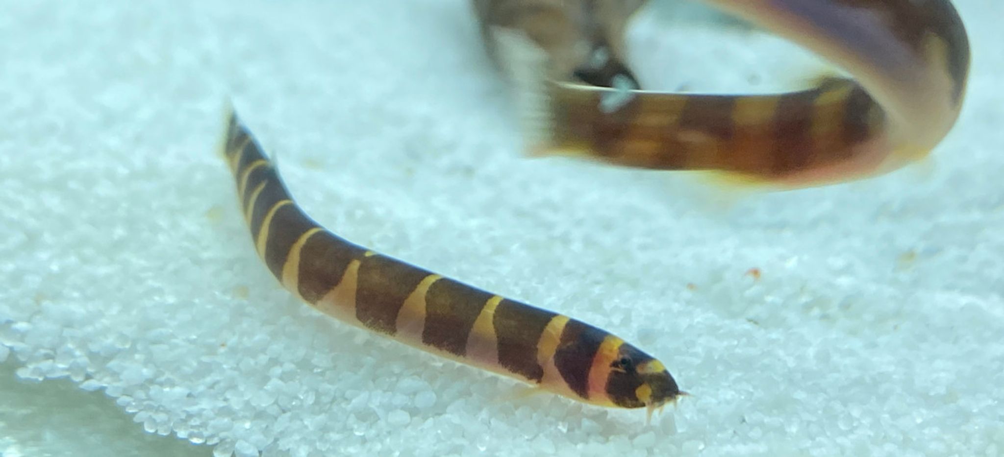 JUMBO Striped Kuhli Loach