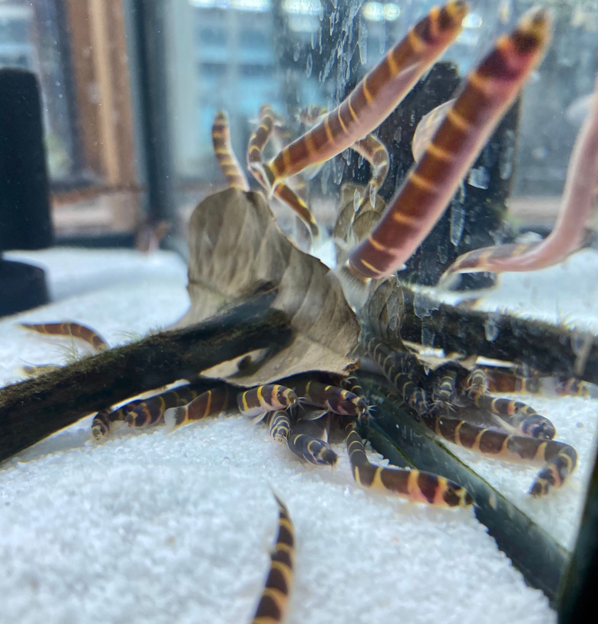 JUMBO Striped Kuhli Loach