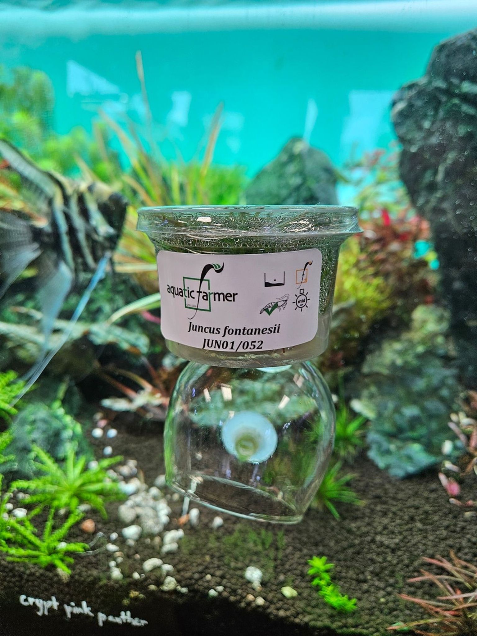 Juncus Repens Aquatic Farmer Tissue Culture
