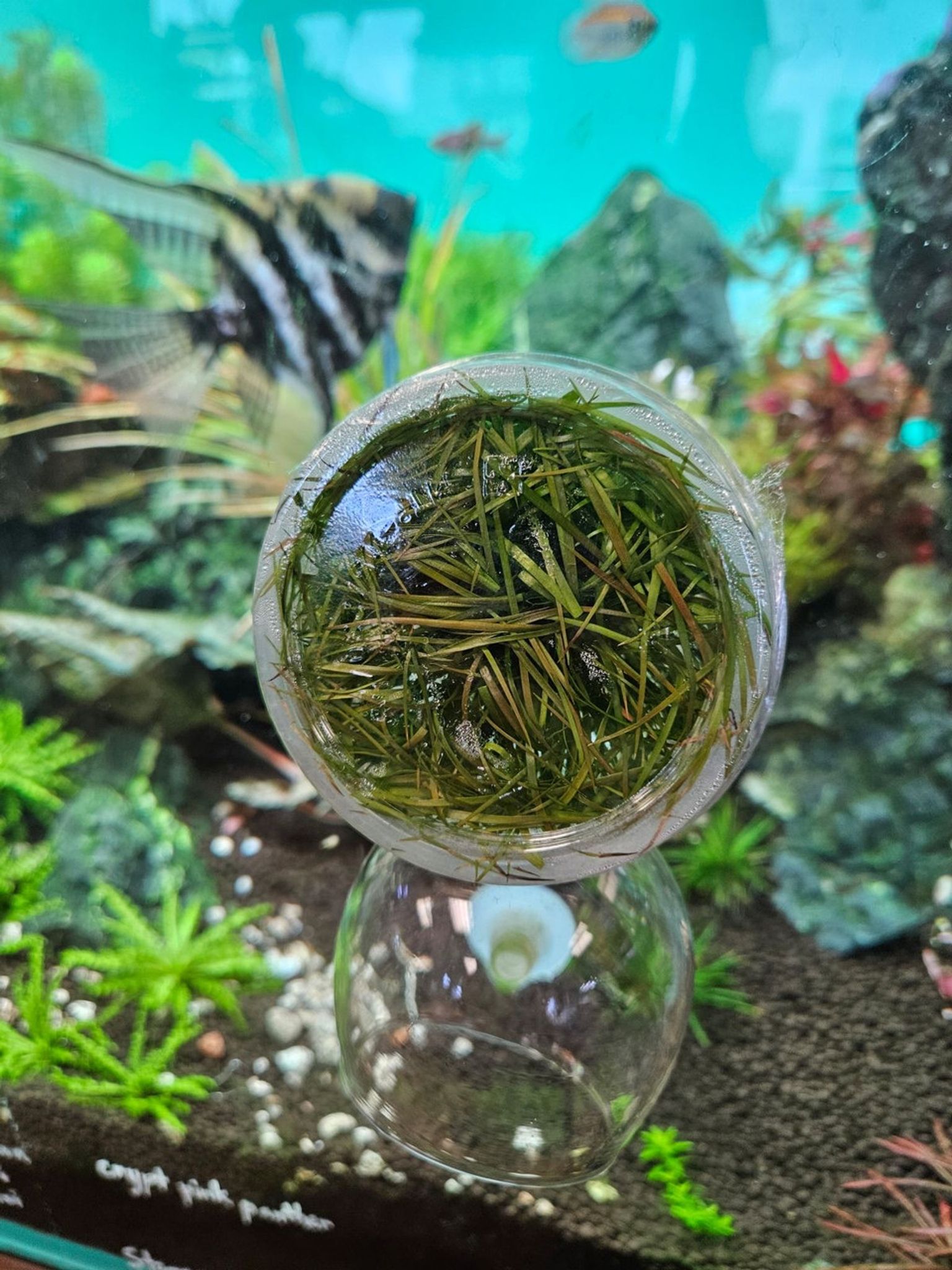 Juncus Repens Aquatic Farmer Tissue Culture