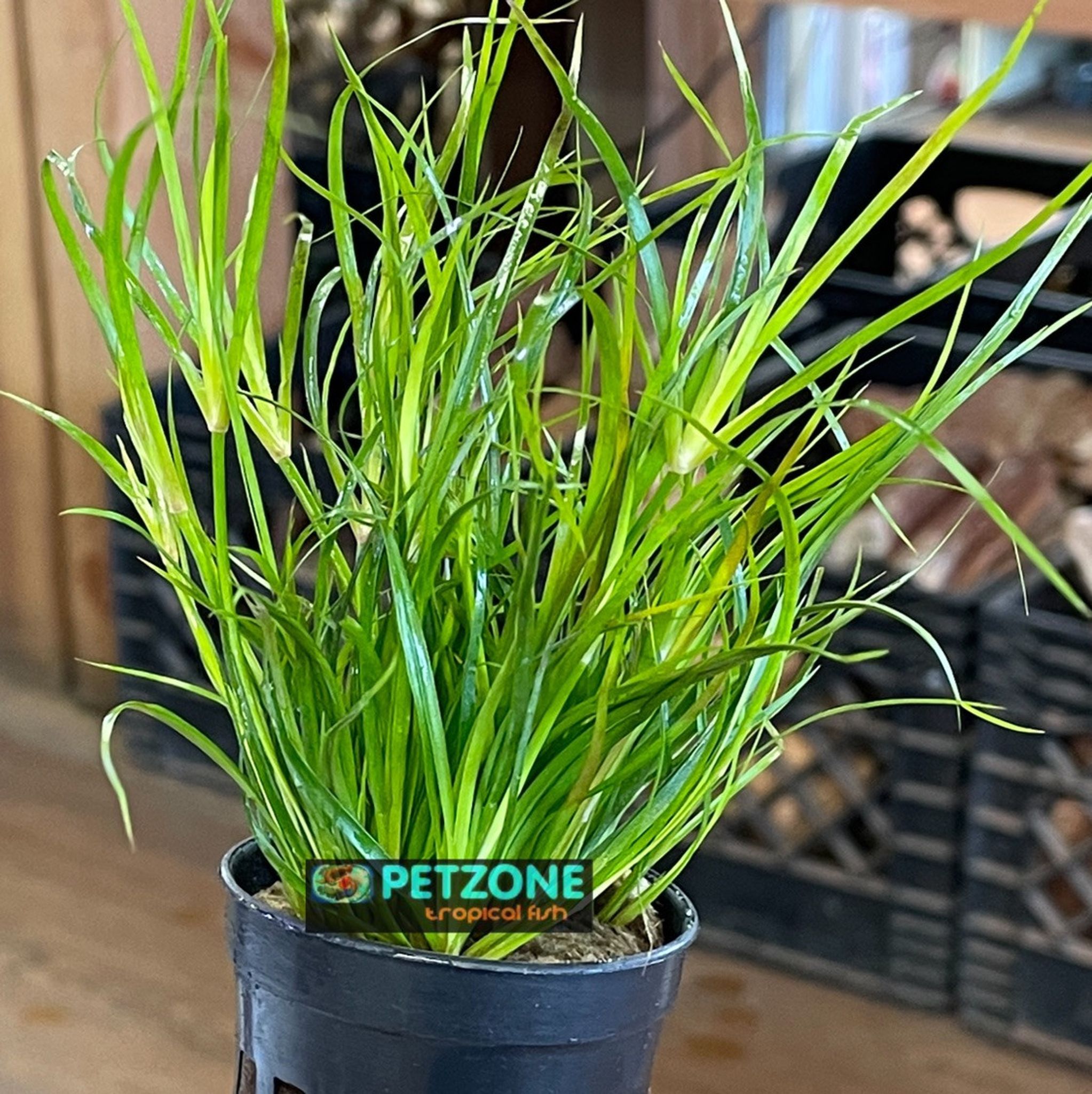Juncus Repens