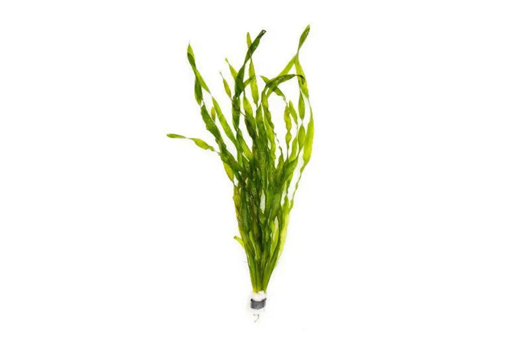Jungle Val (Vallisneria Americana)