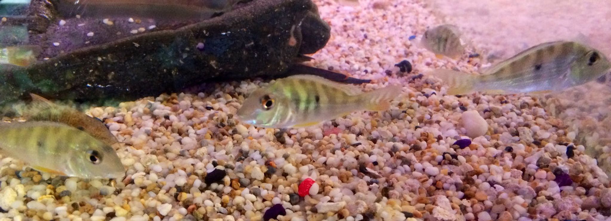 Jurupari Geophagus, Large