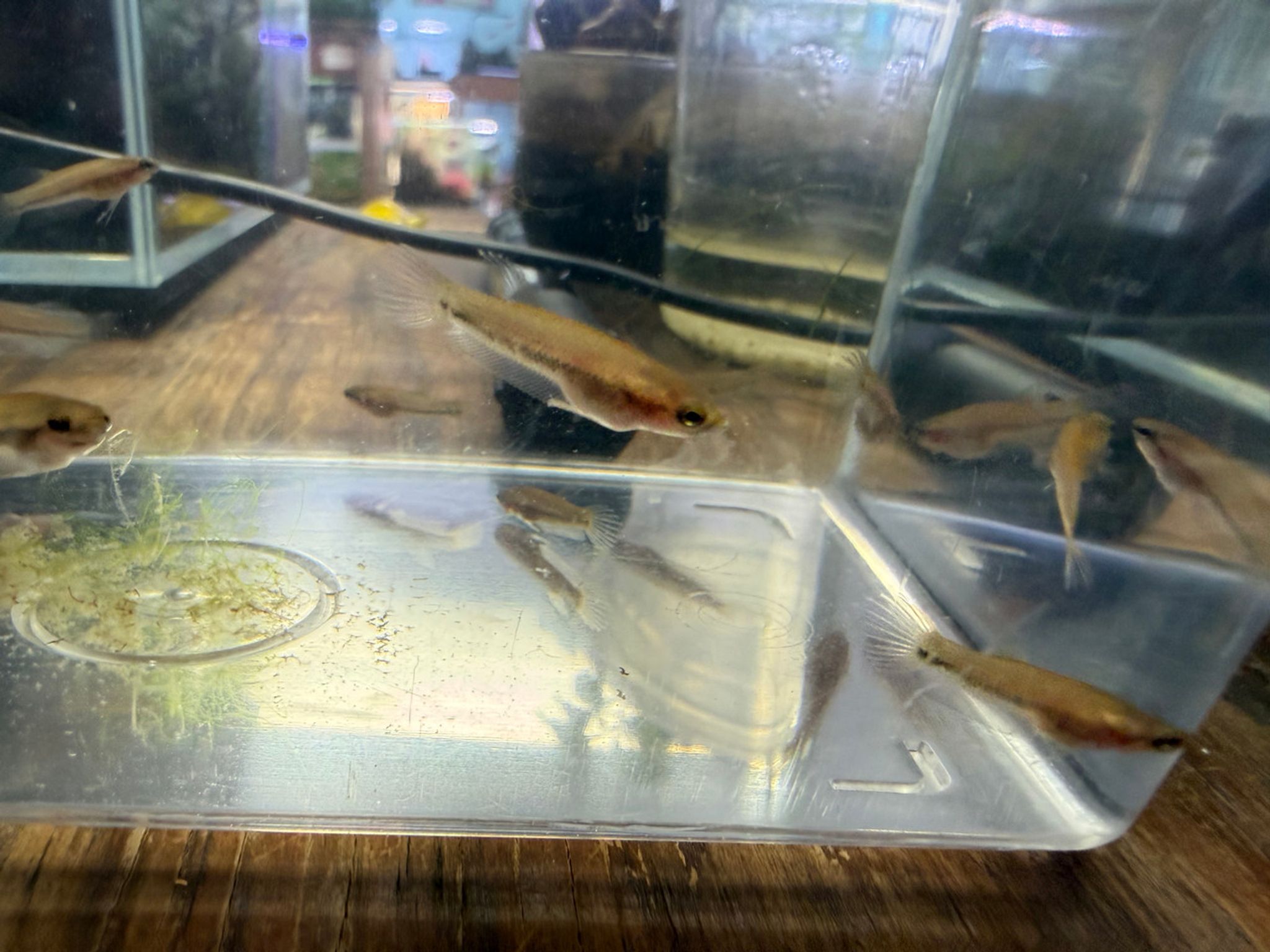 Juvenile Betta antuta (Betta sp. βAntuta/Bulunganβ