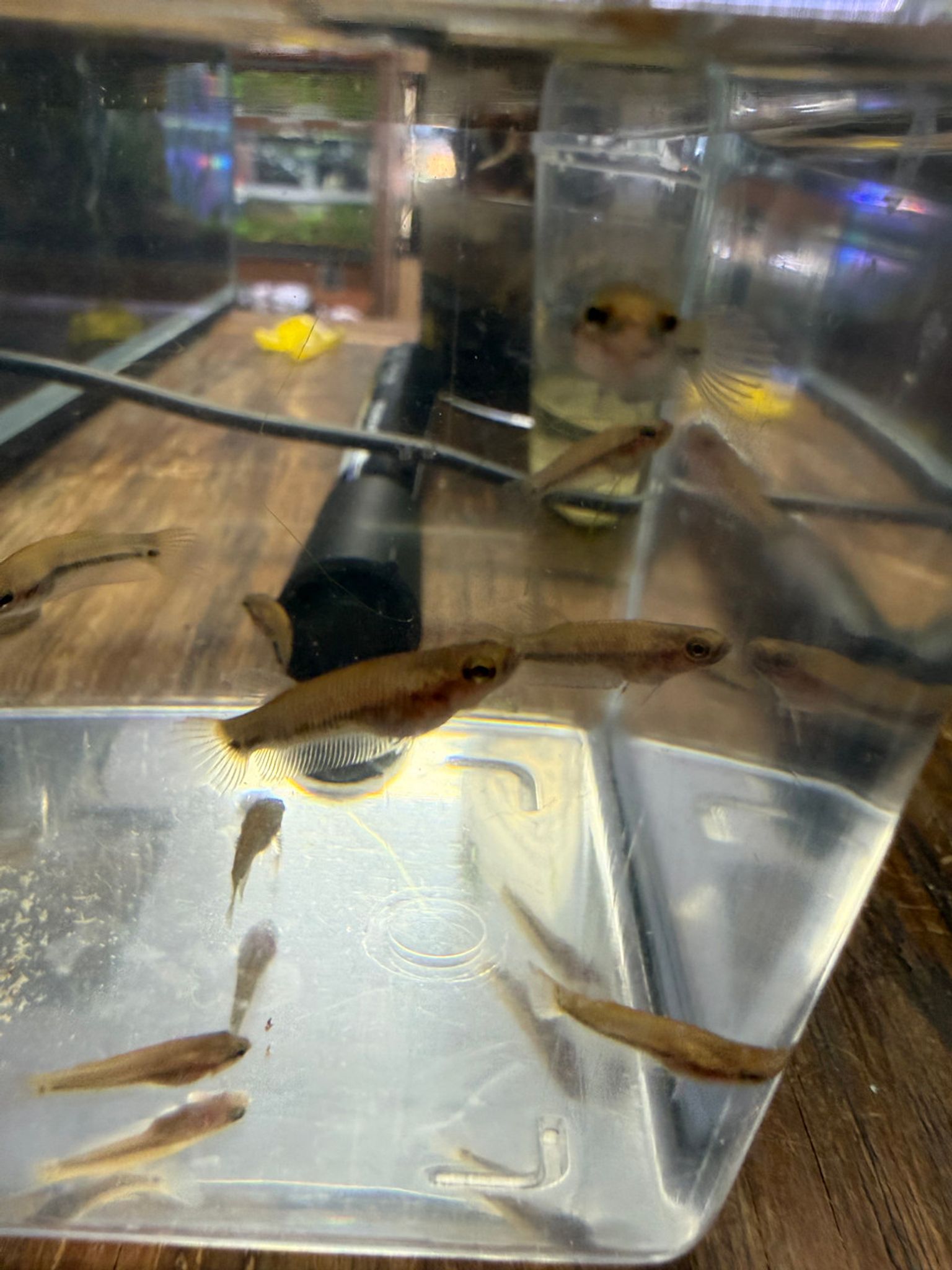 Juvenile Betta antuta (Betta sp. “Antuta/Bulungan”
