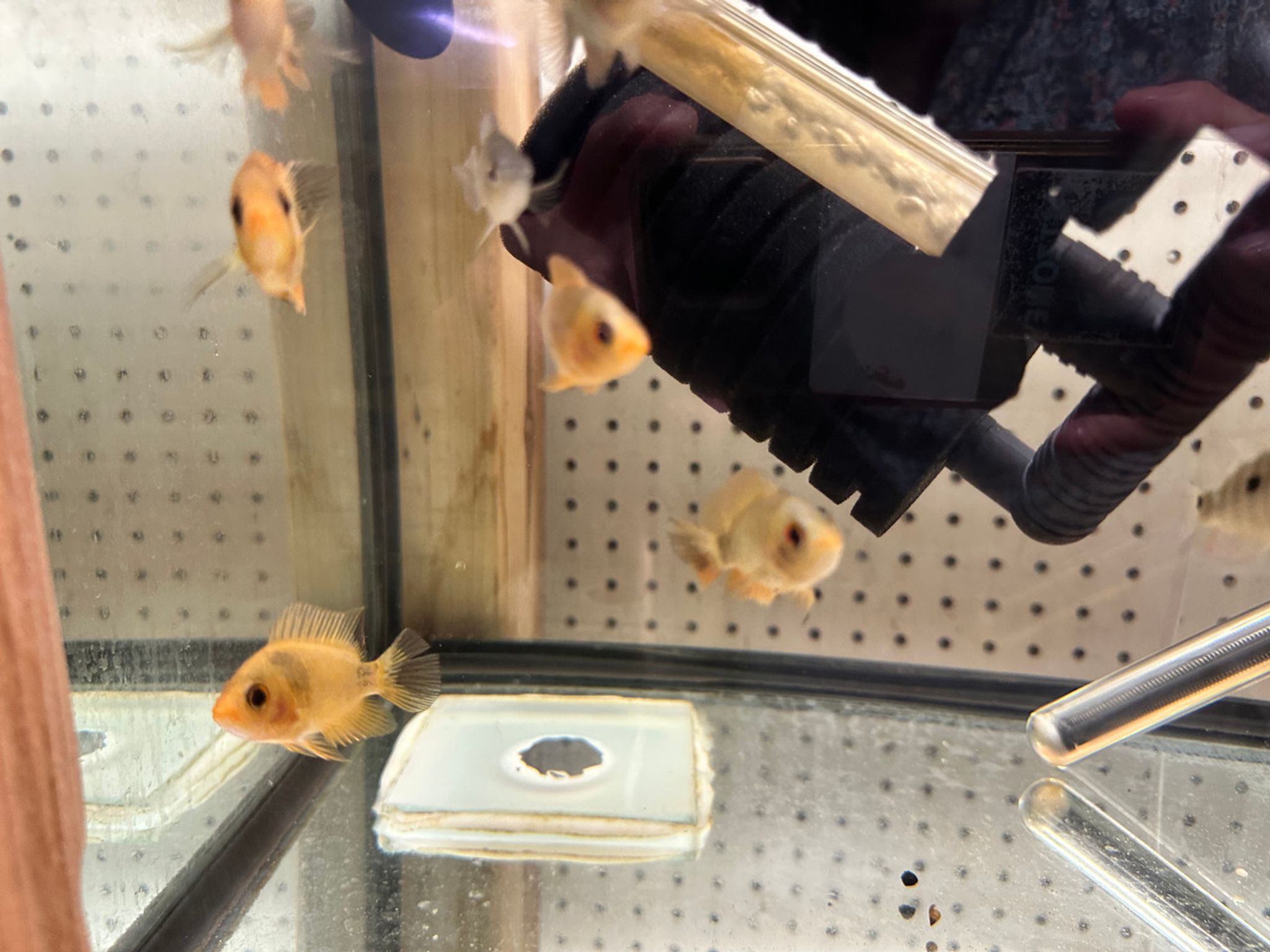 Juvenile Red Devil Cichlid (Amphilophus labiatus)