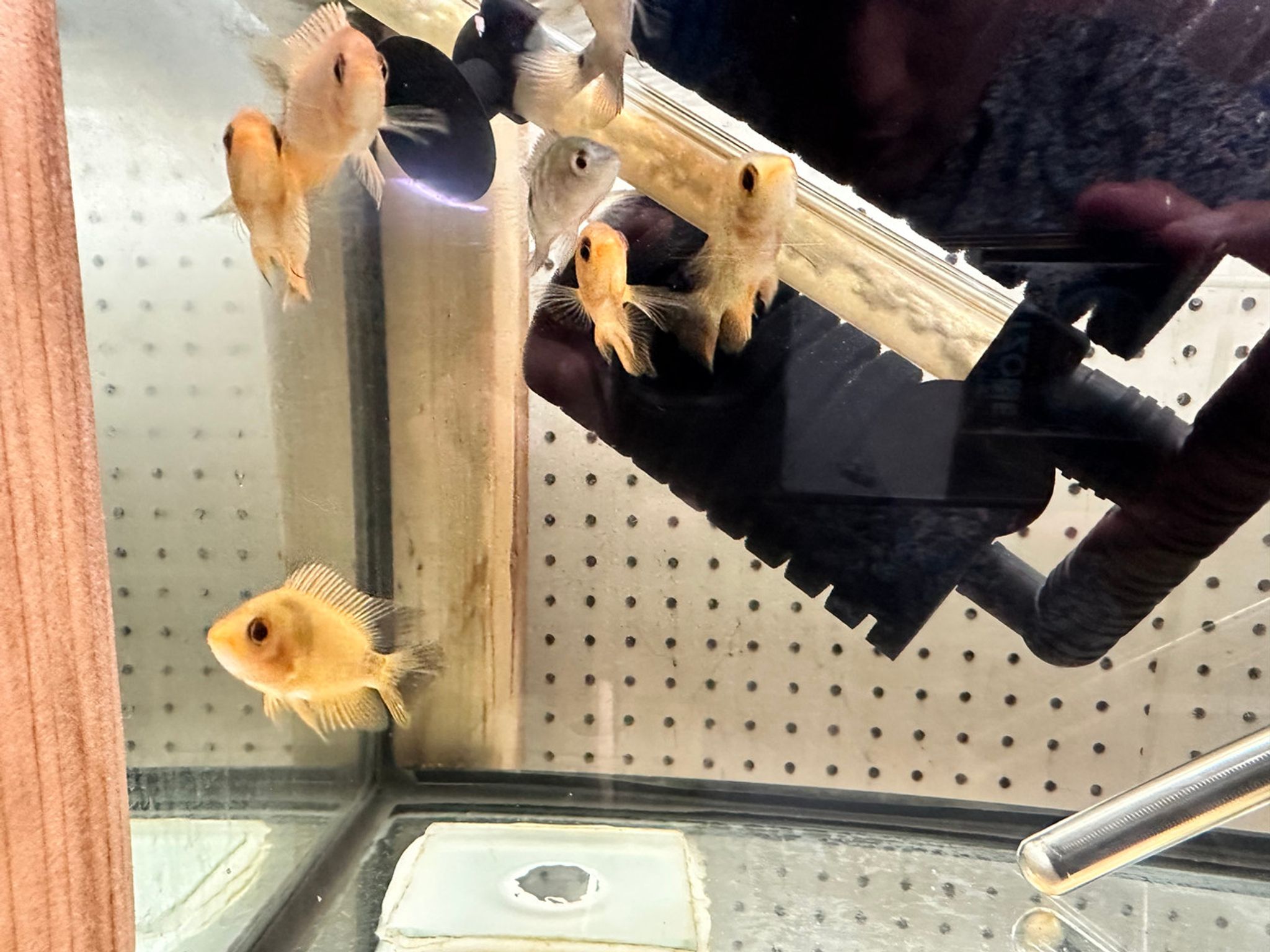 Juvenile Red Devil Cichlid (Amphilophus labiatus)