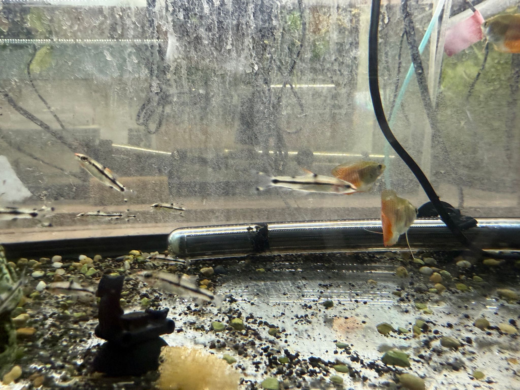 Juvenile Roseline Shark (Denison Barb)
