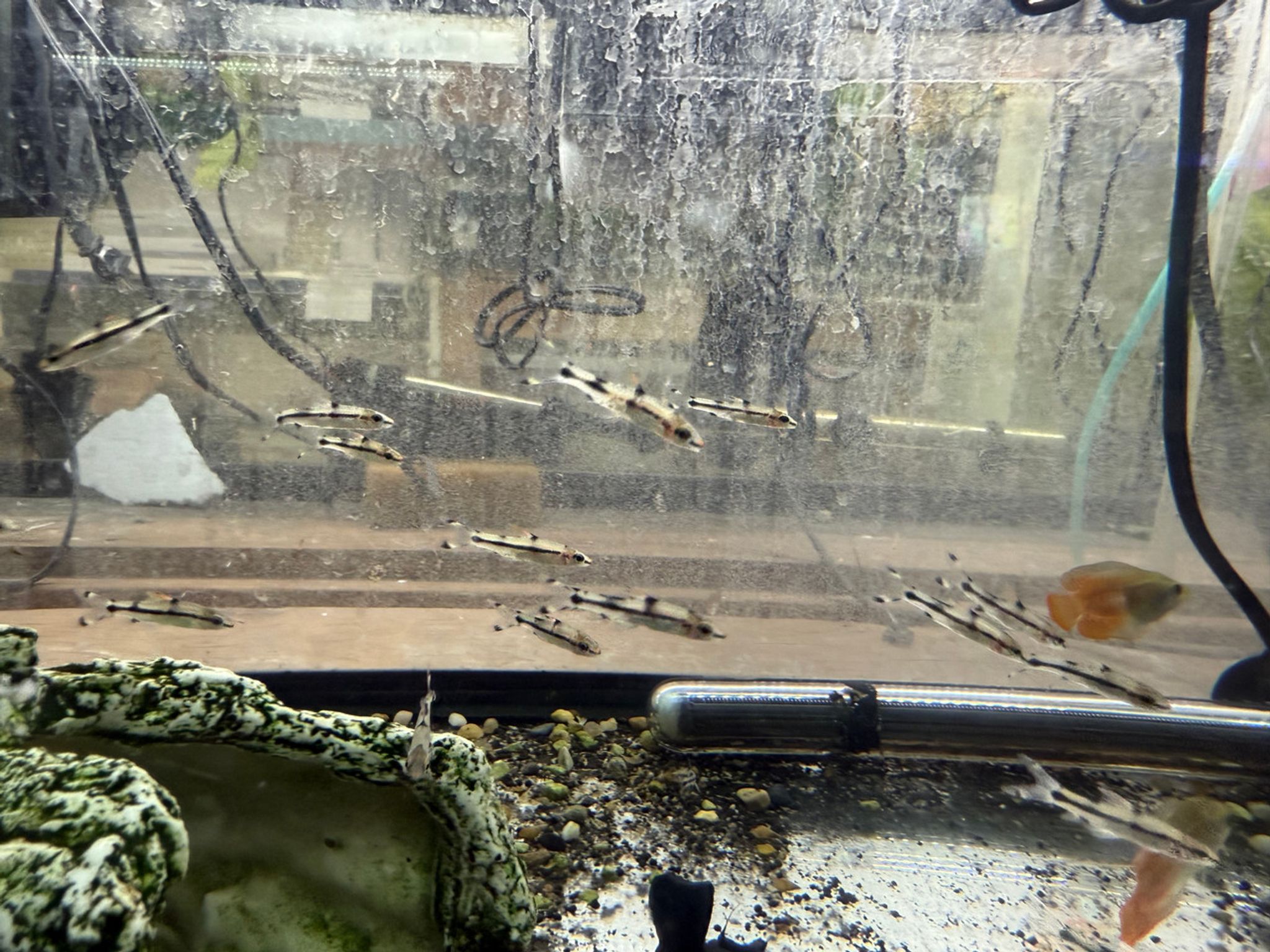 Juvenile Roseline Shark (Denison Barb)