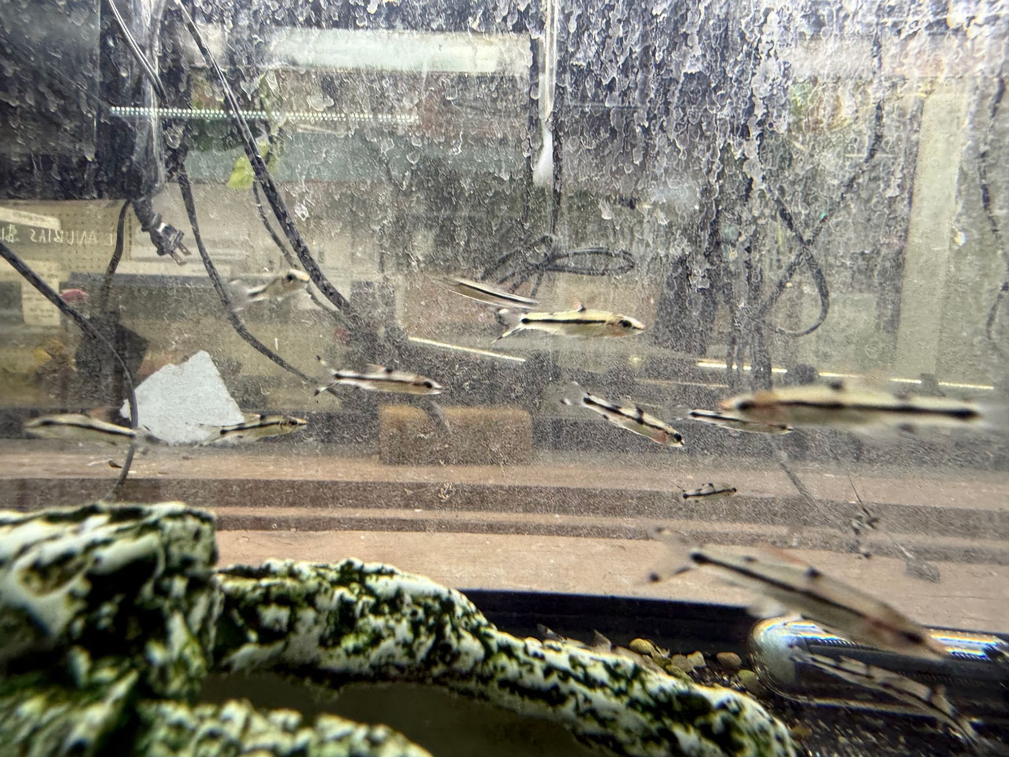 Juvenile Roseline Shark (Denison Barb)