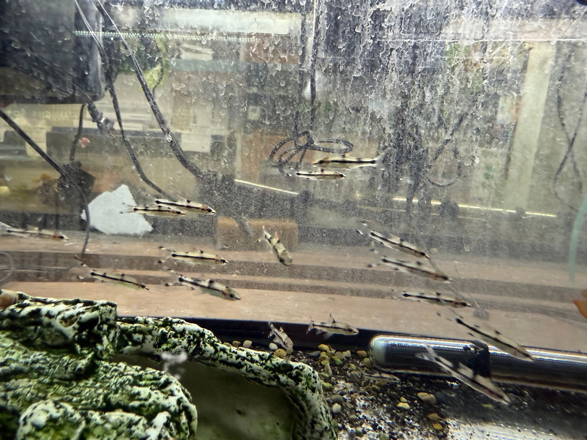 Juvenile Roseline Shark (Denison Barb)