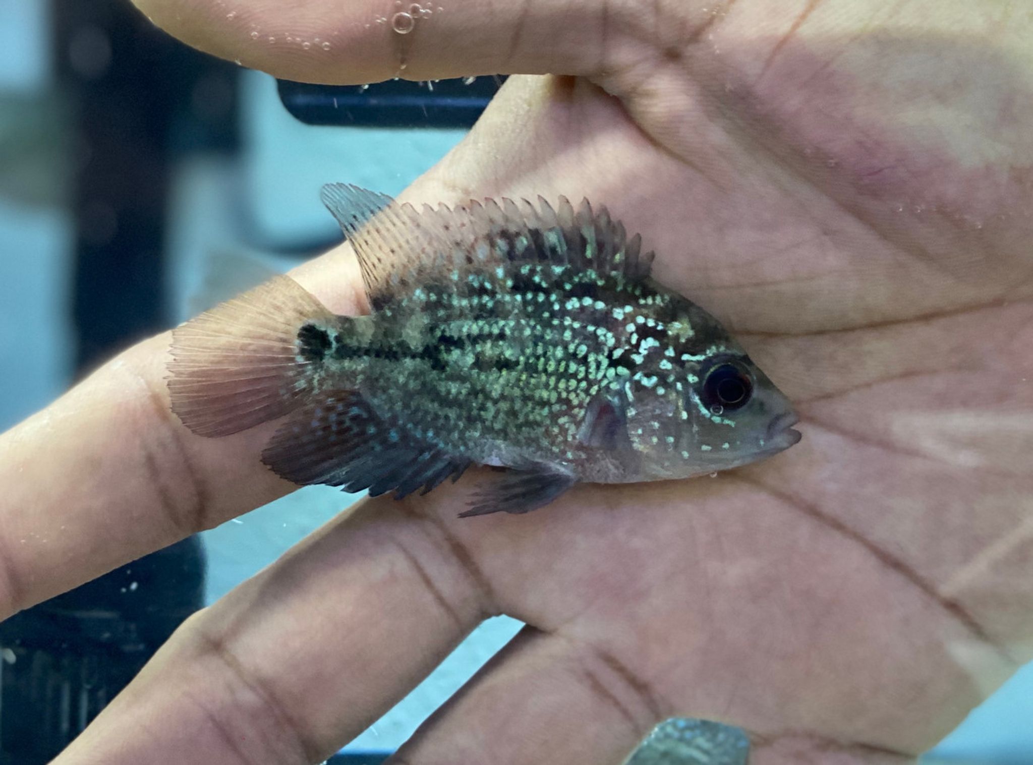 Most Viewed Aquarium Fish That People Don't Buy: What the Data Shows