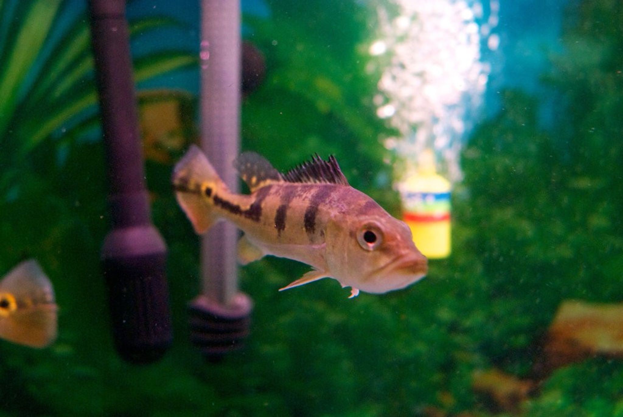Kelberi Peacock Bass - Cichla Kelberi