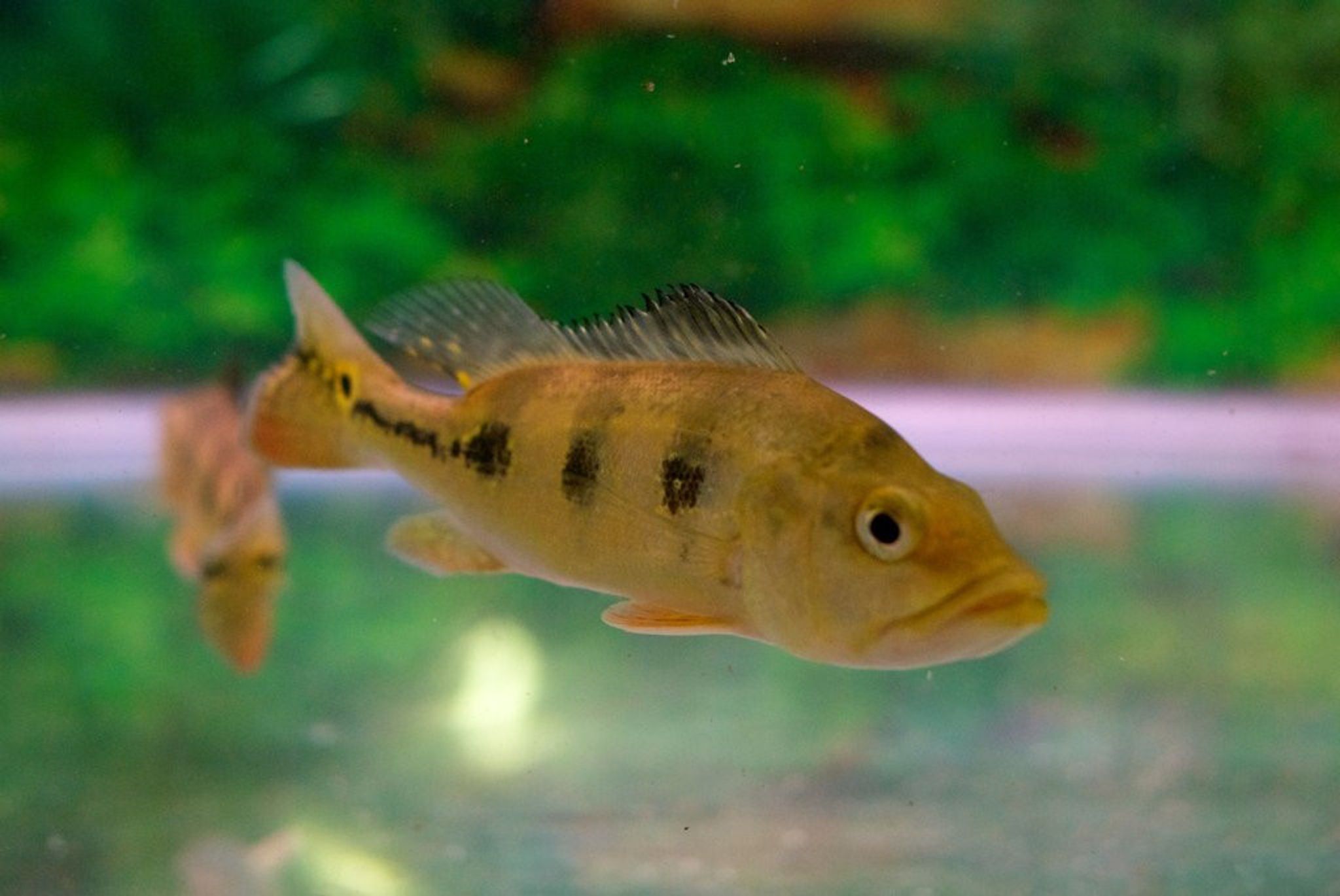 Kelberi Peacock Bass - Cichla Kelberi