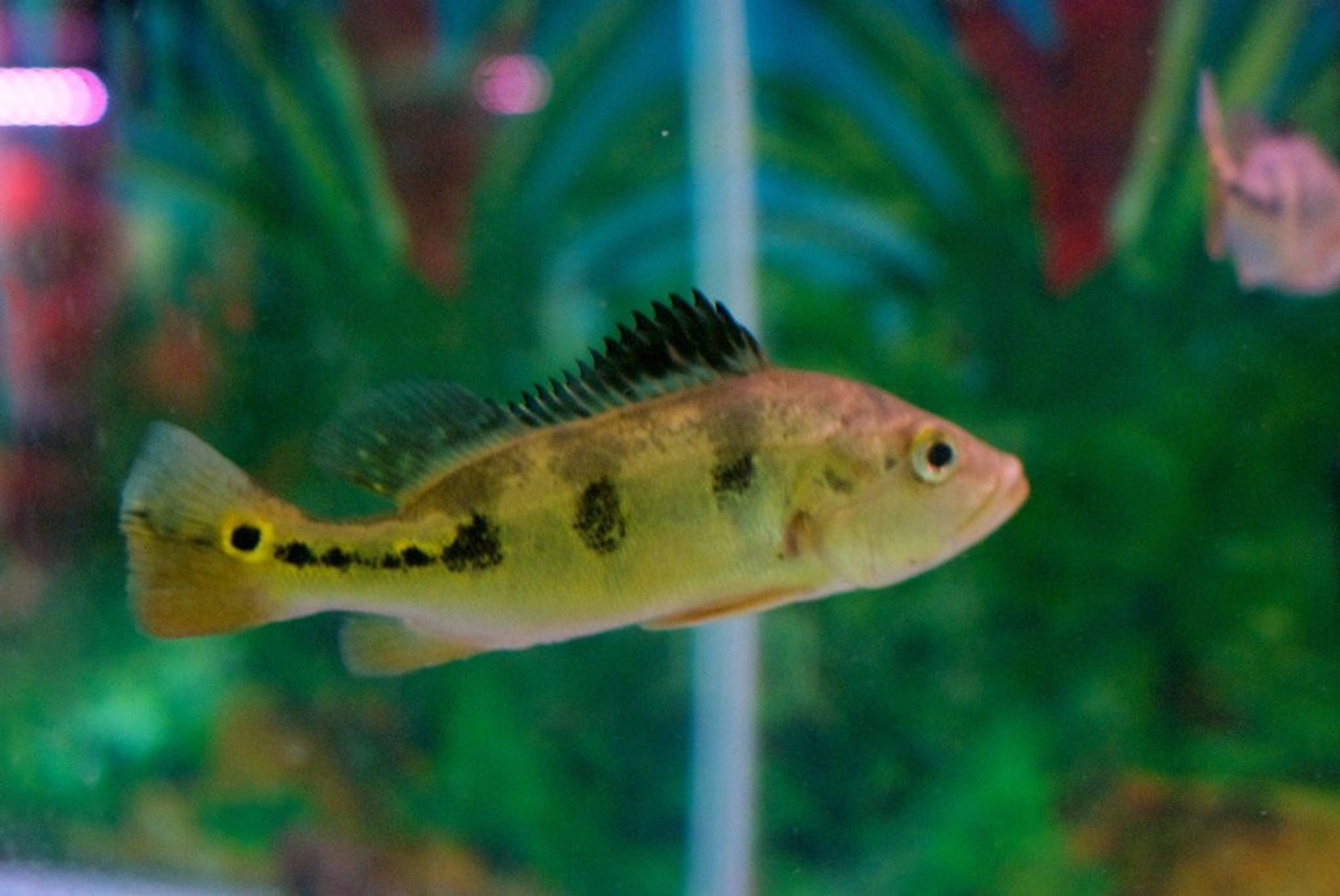 Kelberi Peacock Bass - Cichla Kelberi