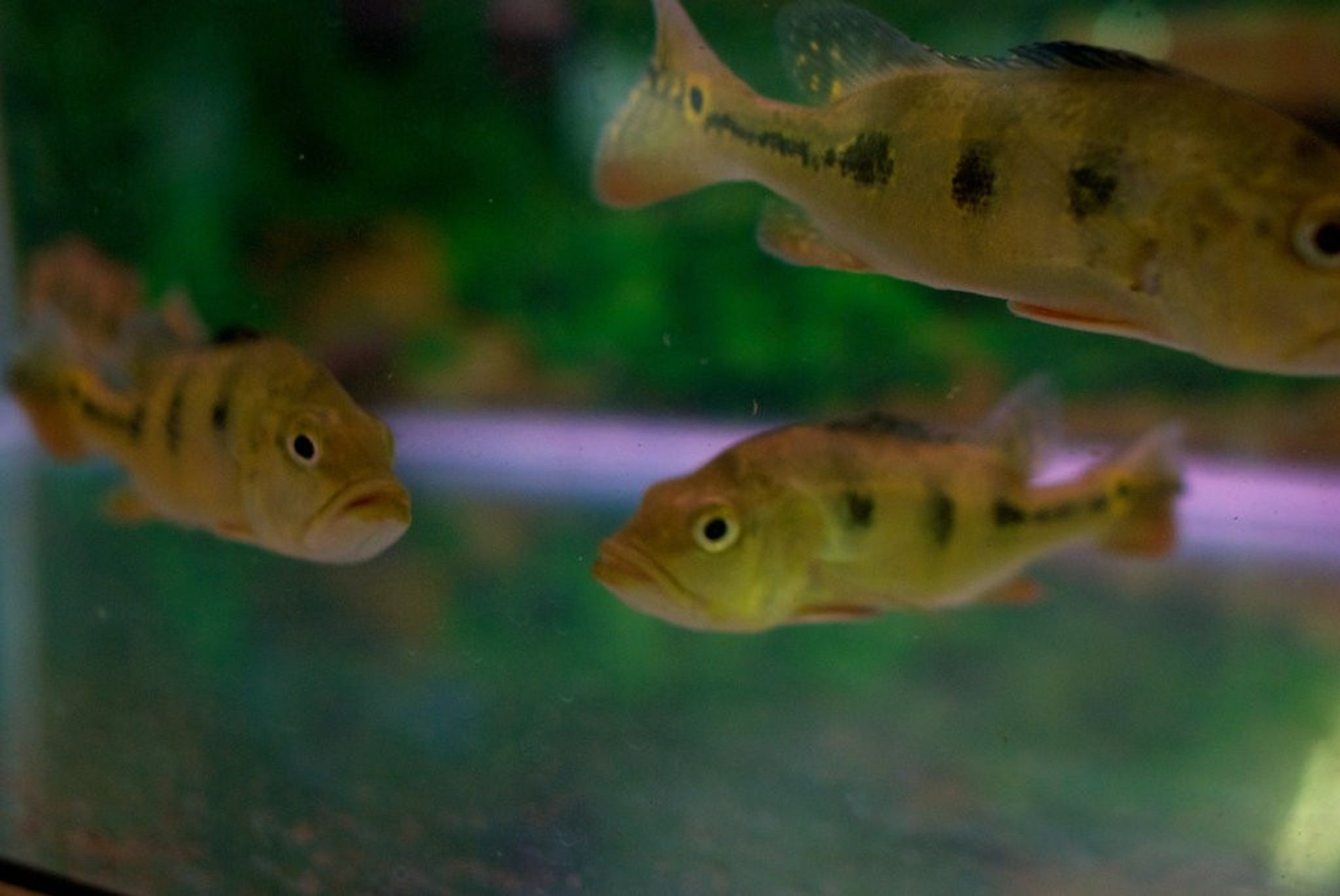 Kelberi Peacock Bass - Cichla Kelberi