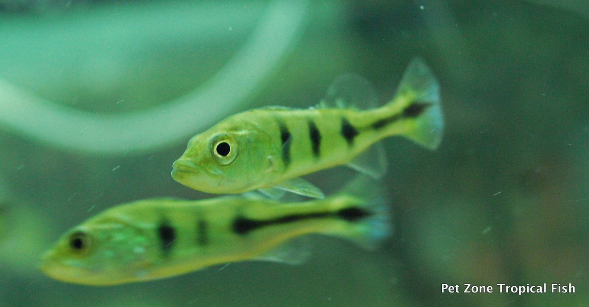 Kelberi Peacock Bass, Fry