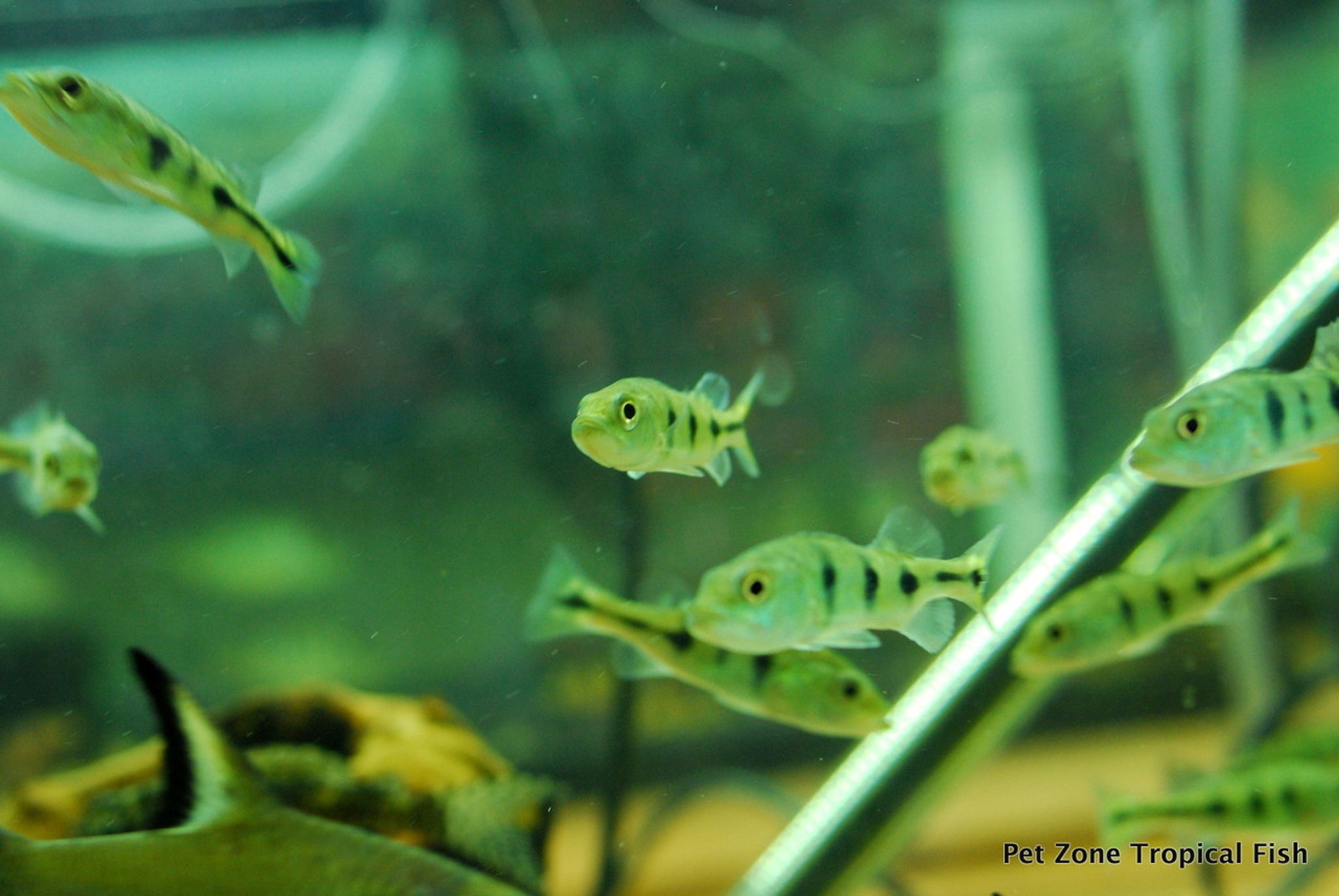 Kelberi Peacock Bass, Fry