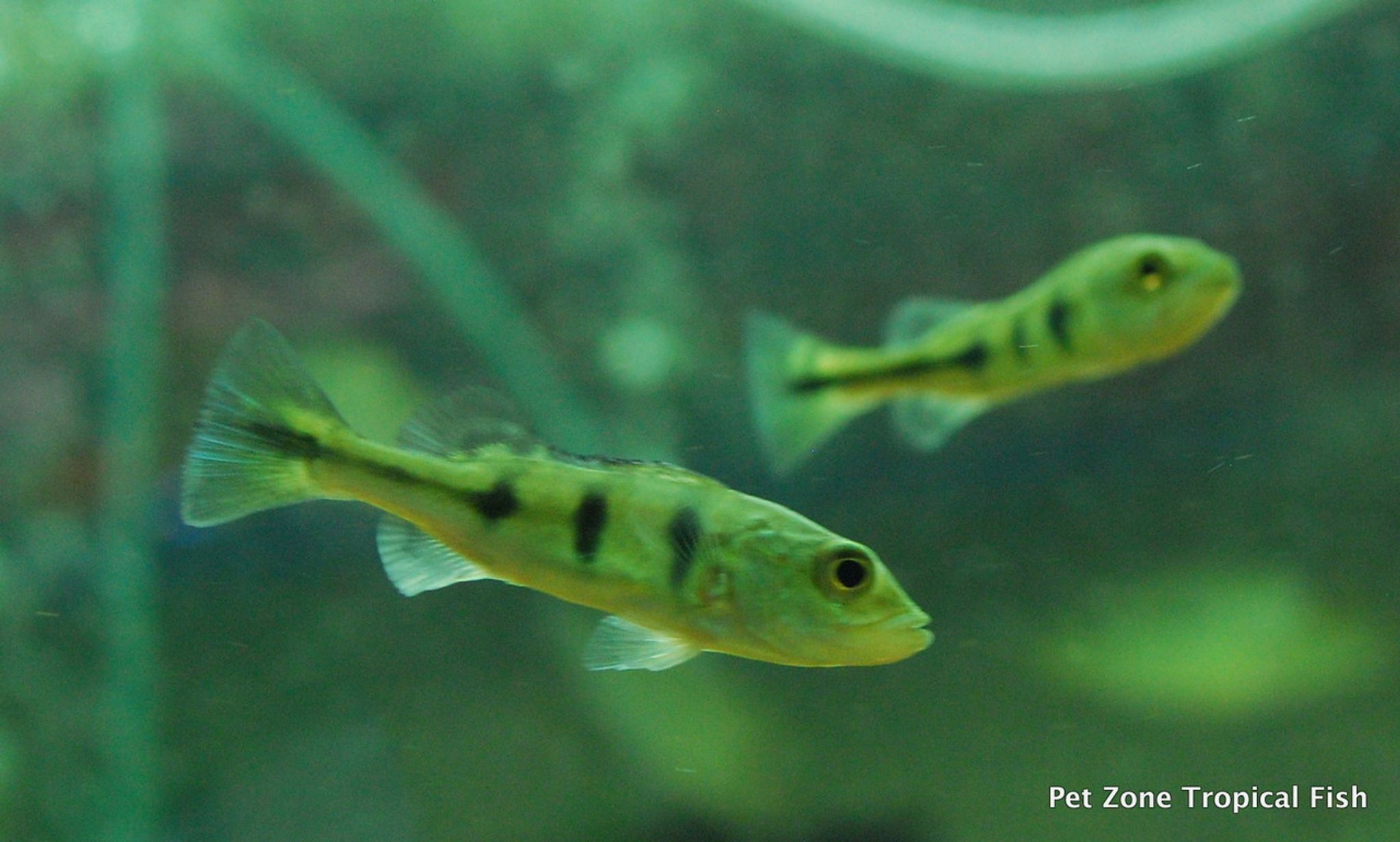 Kelberi Peacock Bass, Fry
