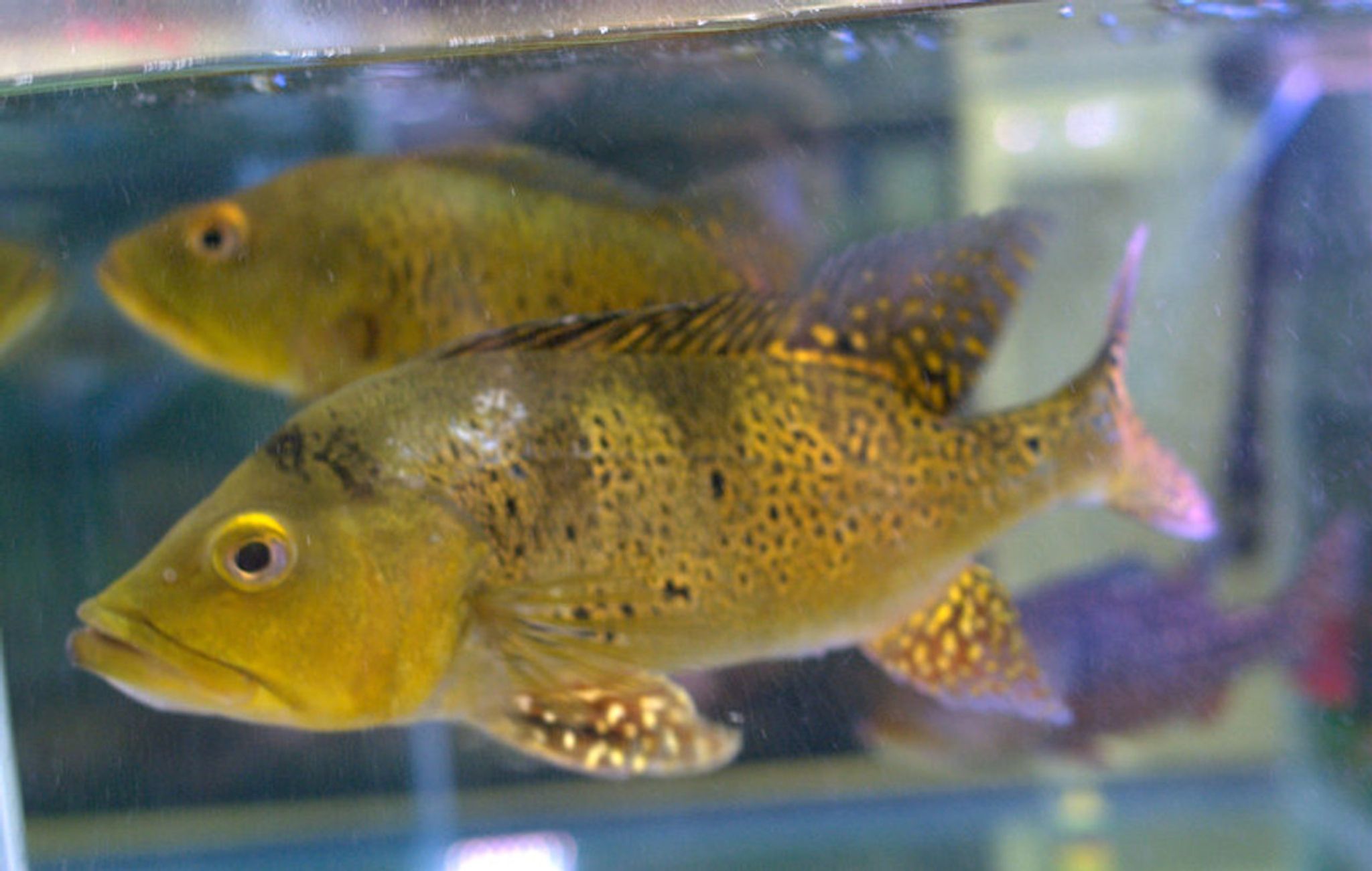 Kelberi Peacock Bass Large