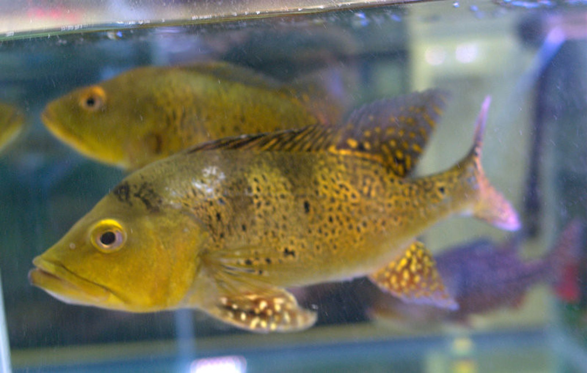 Kelberi Peacock Bass