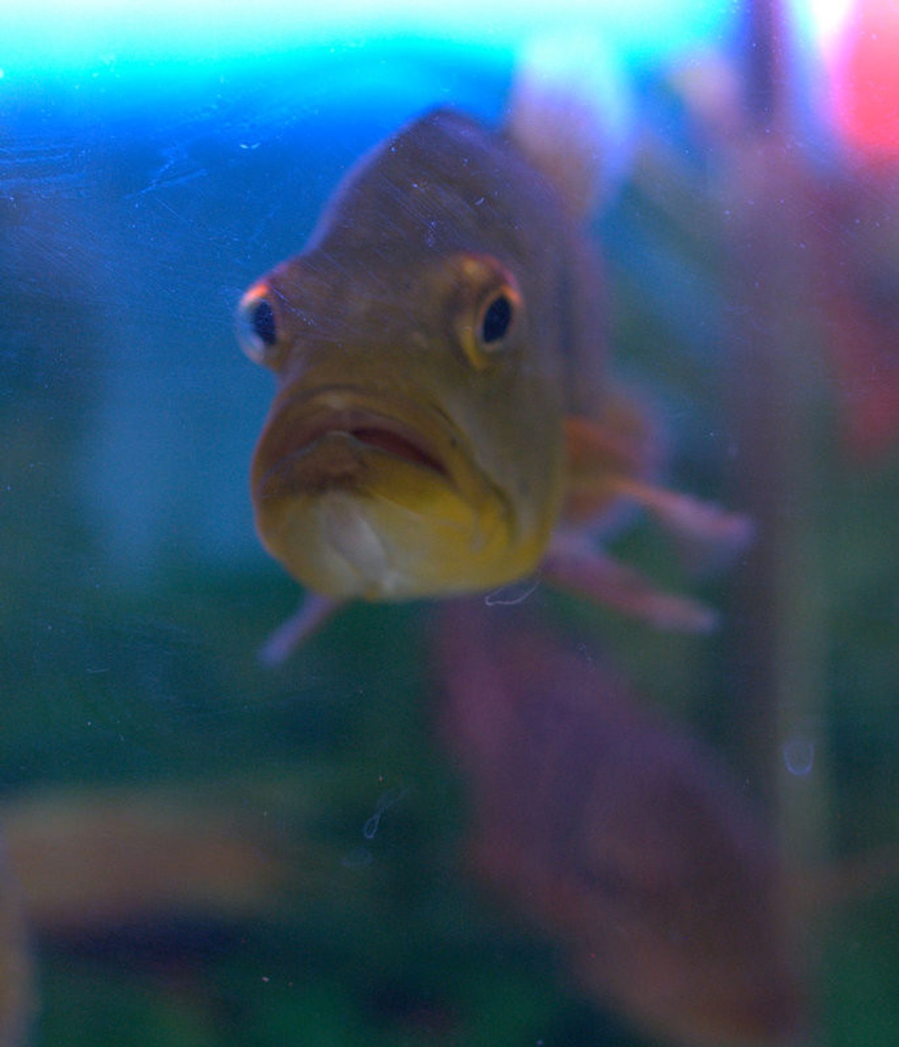 Kelberi Peacock Bass