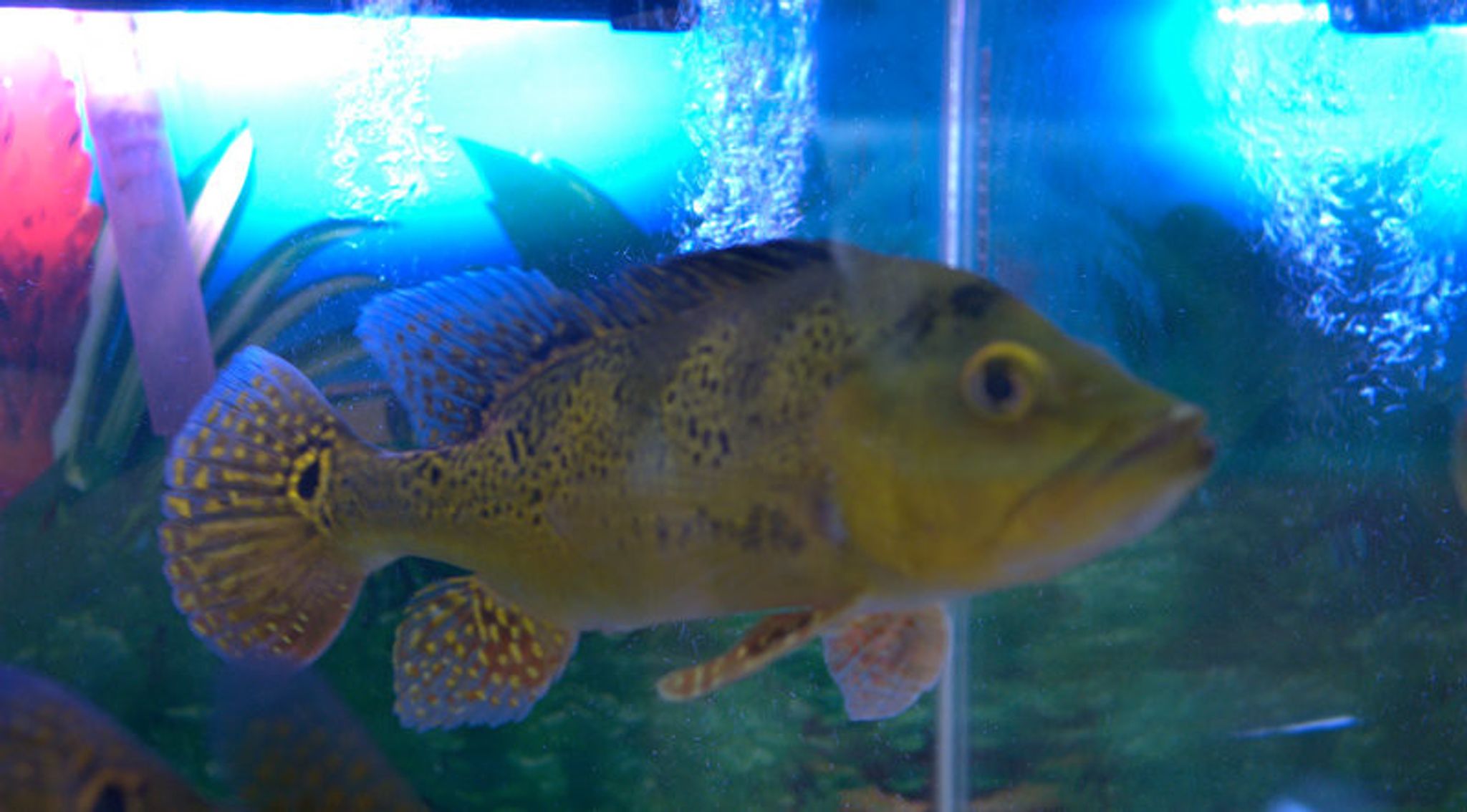 Kelberi Peacock Bass