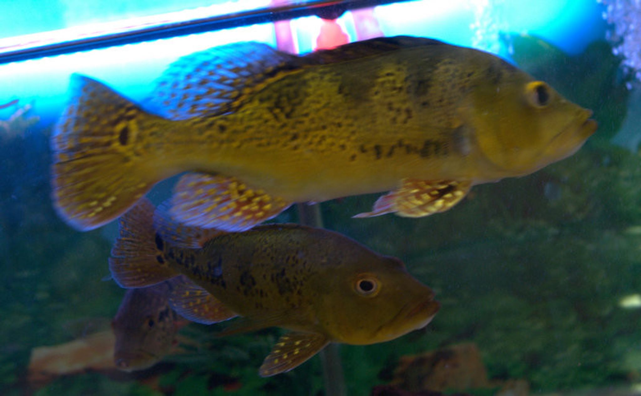Kelberi Peacock Bass